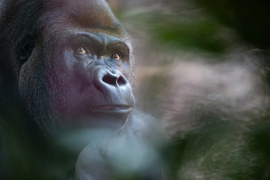 Gorilla in the mist