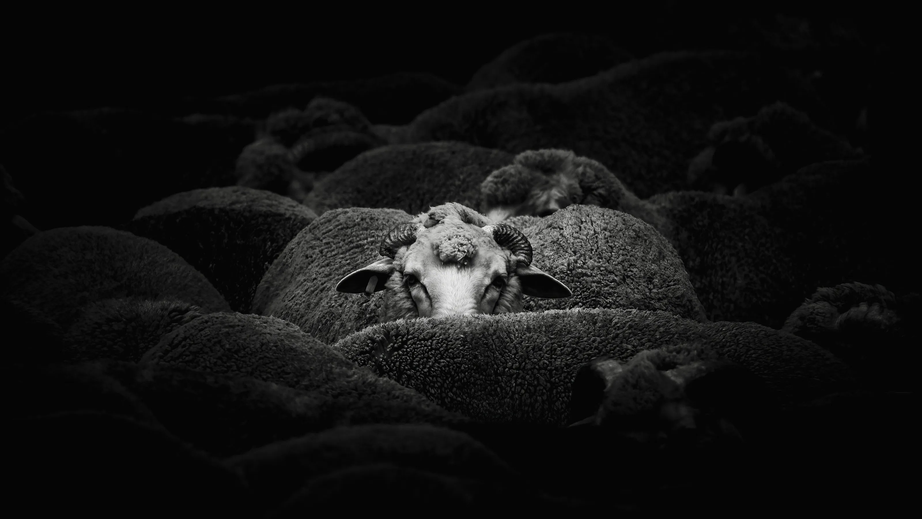 Sheep amongst sheep