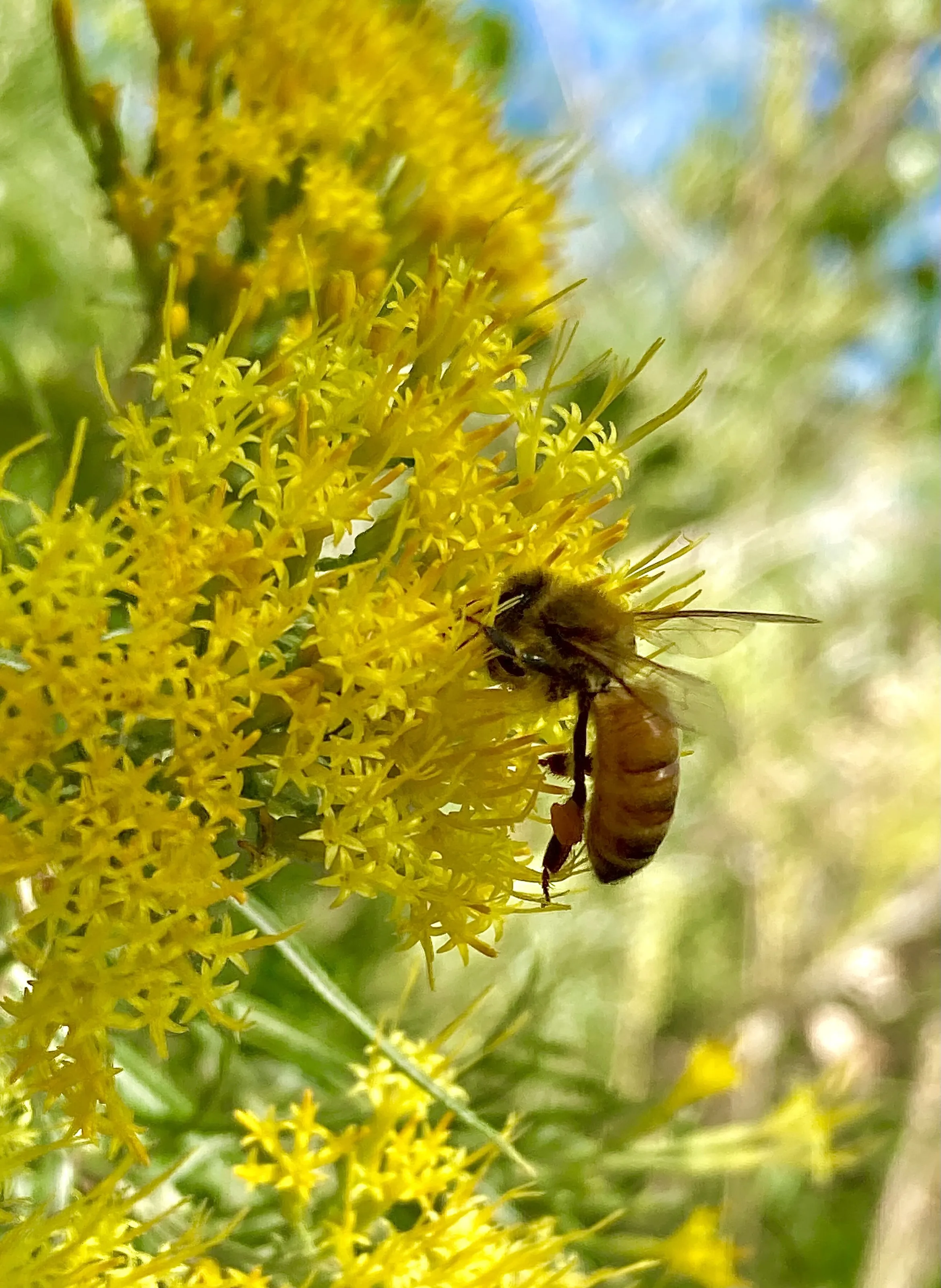 “Bee”utiful