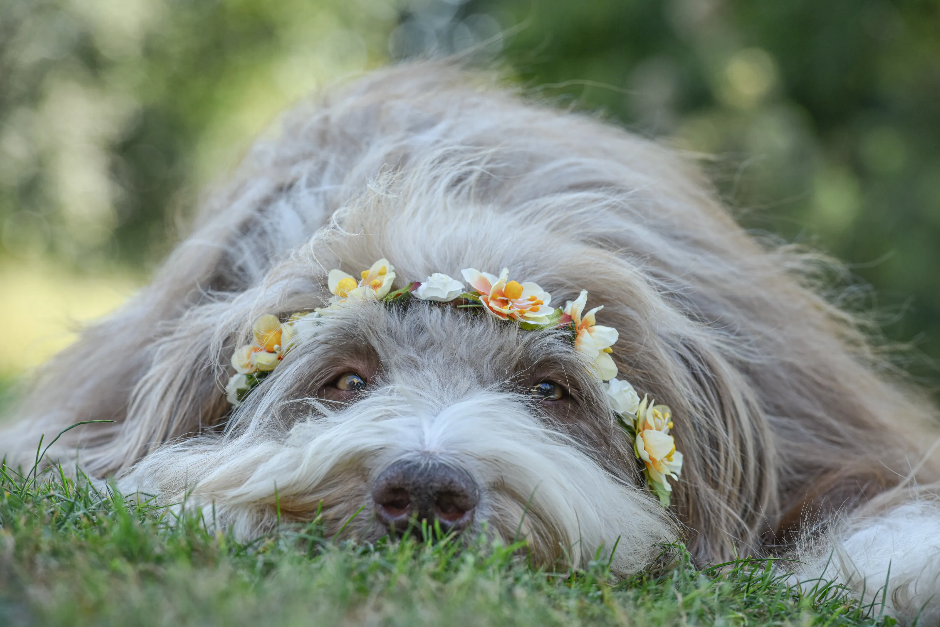 Hippy Dog