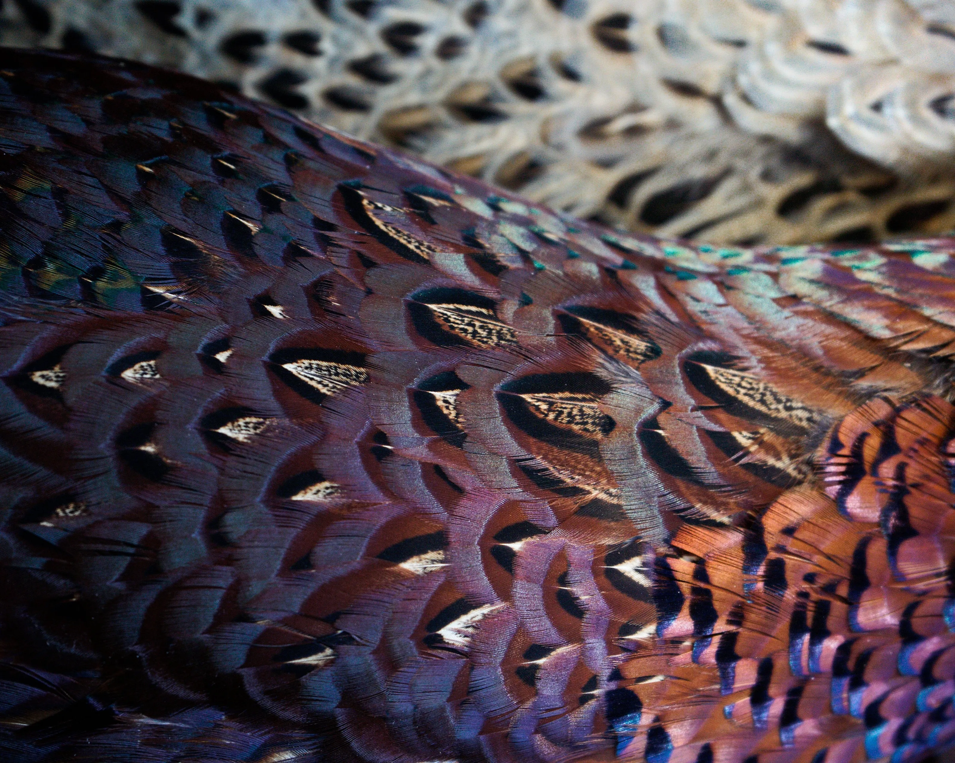 Pheasant Feathers