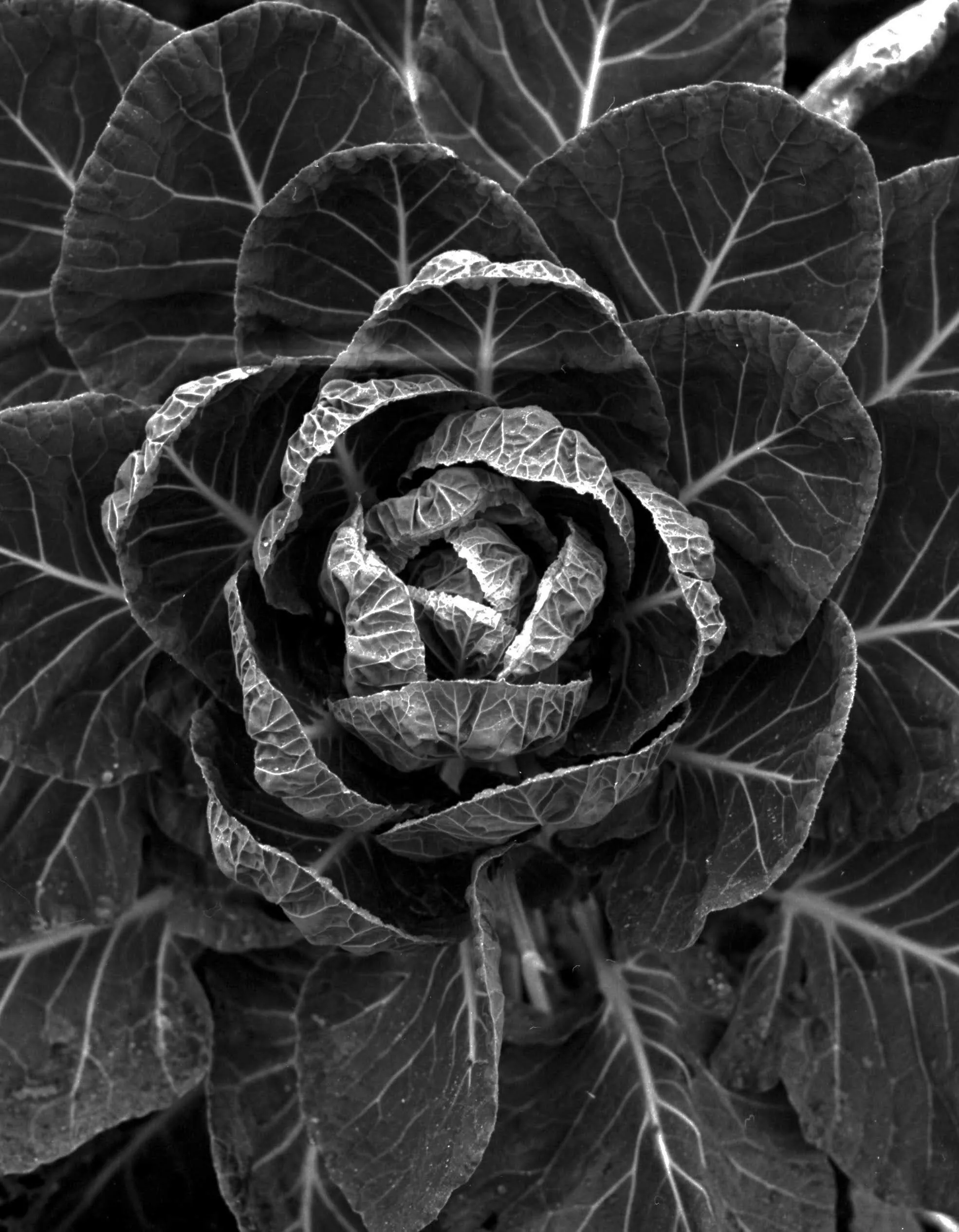 Cabbage - Fading Gardens