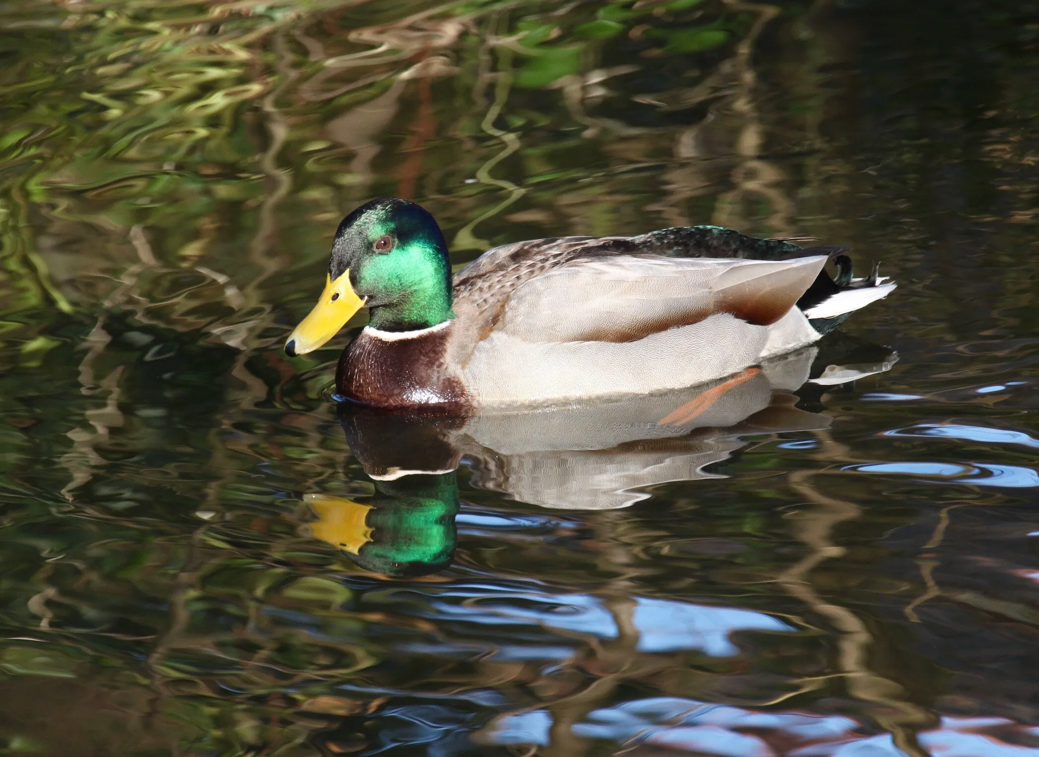 Mallard Ducks (in colour)