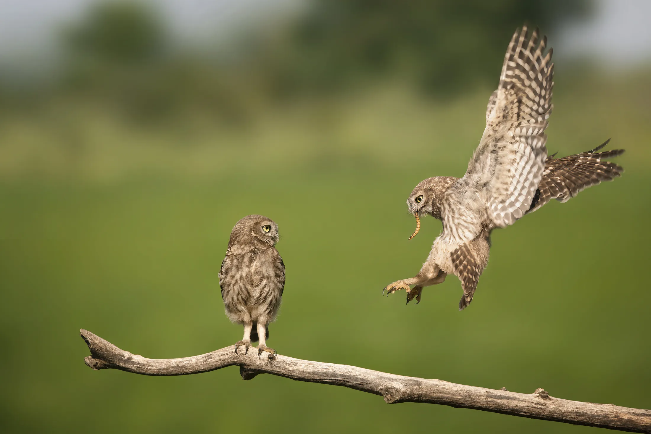 landing with lunch