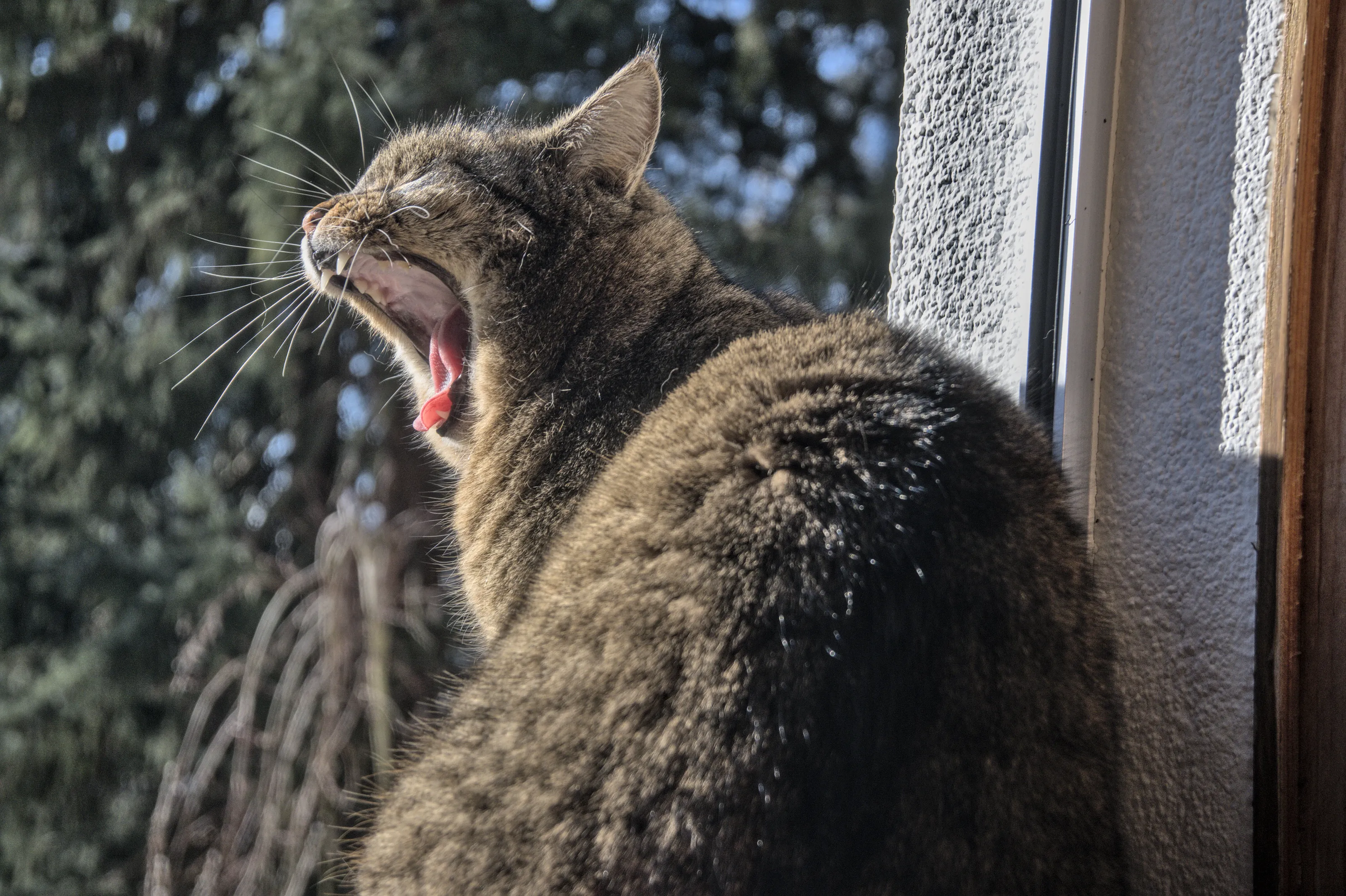 Yawning Cat