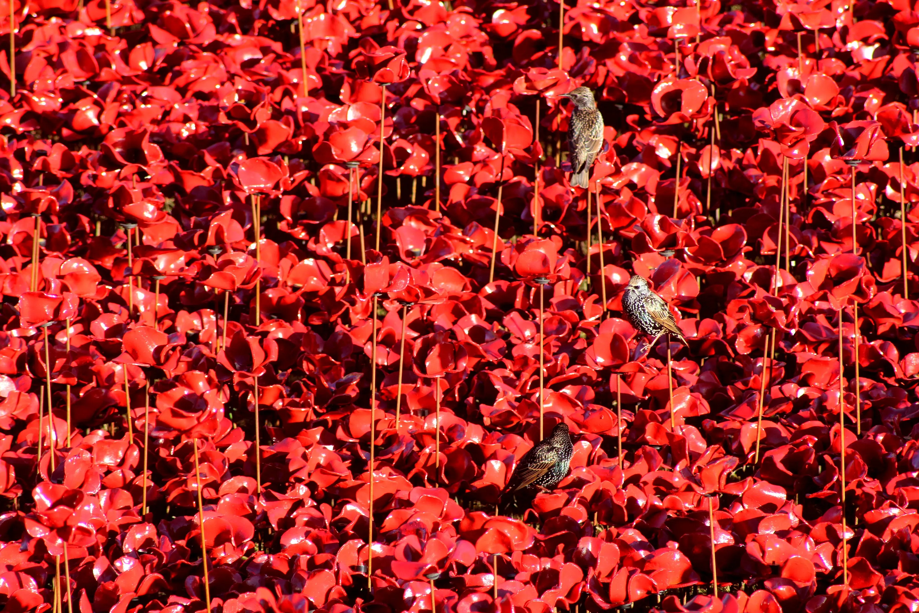 Lest We Forget