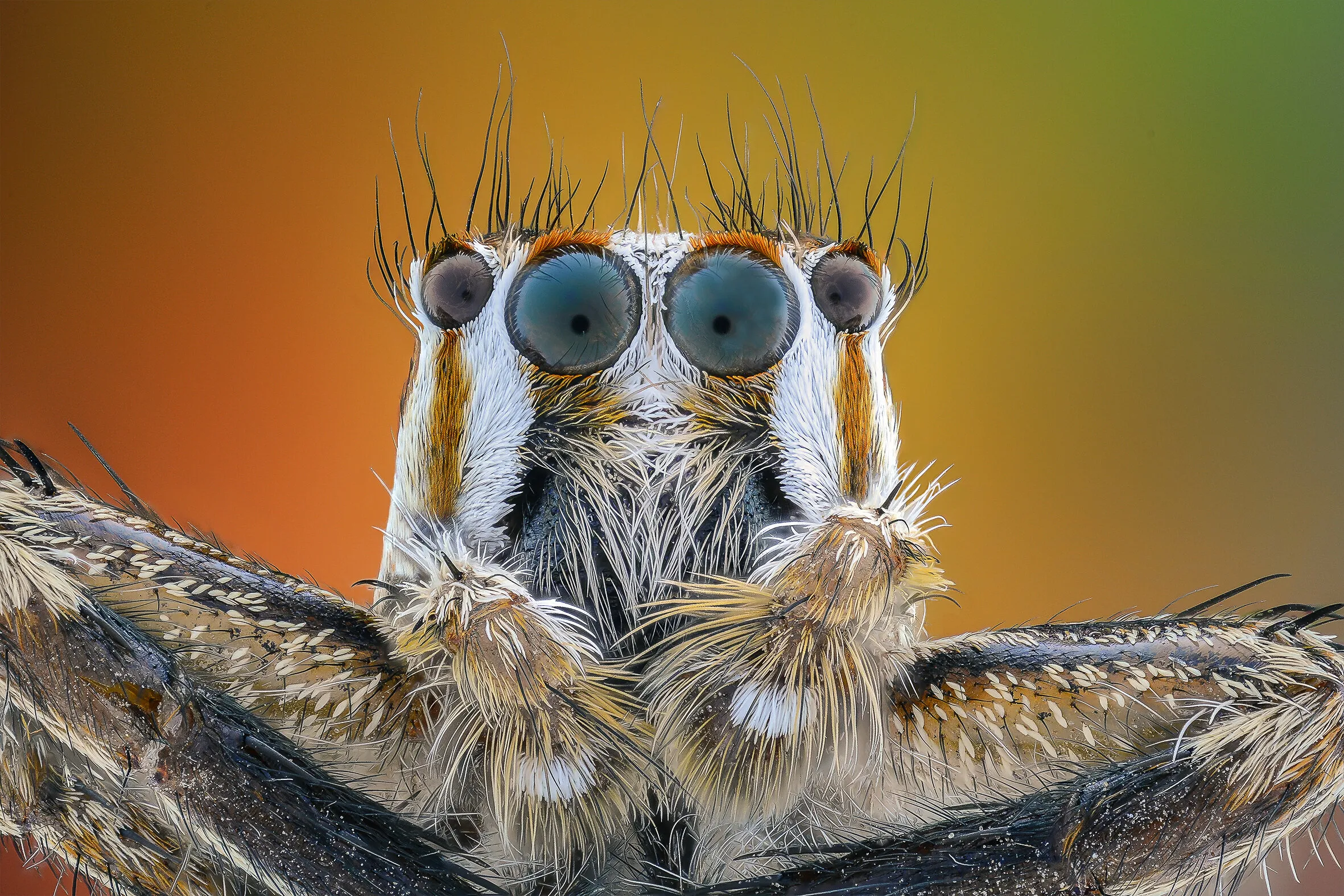Jumping spider eyes