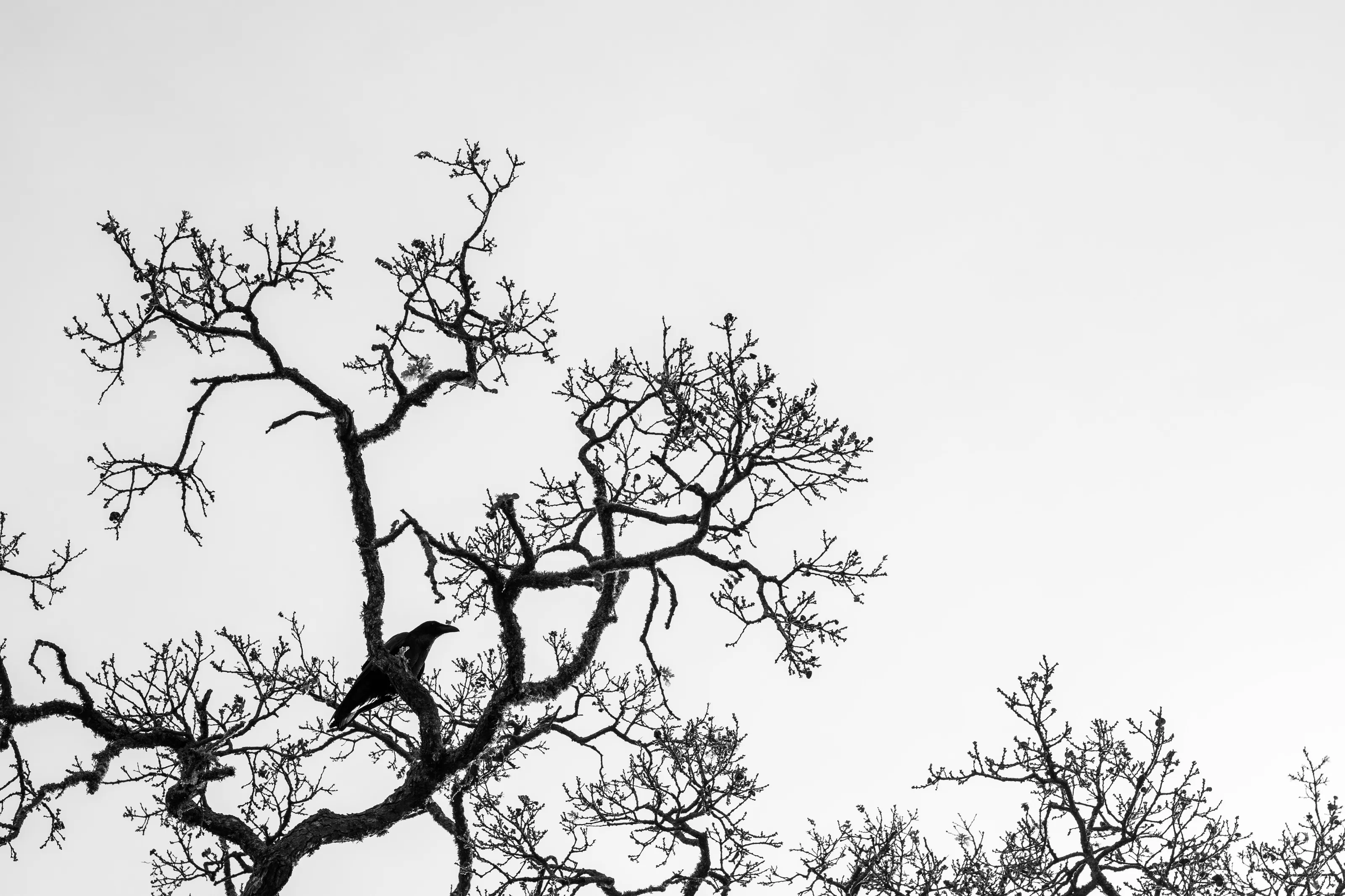 Raven's Nerves