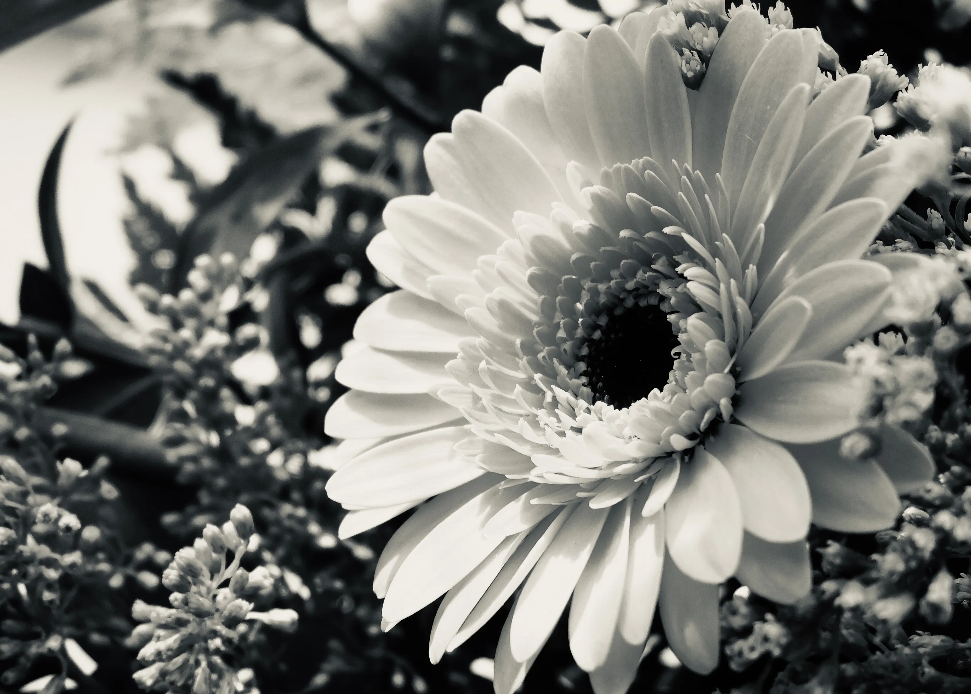 Black and White Flower