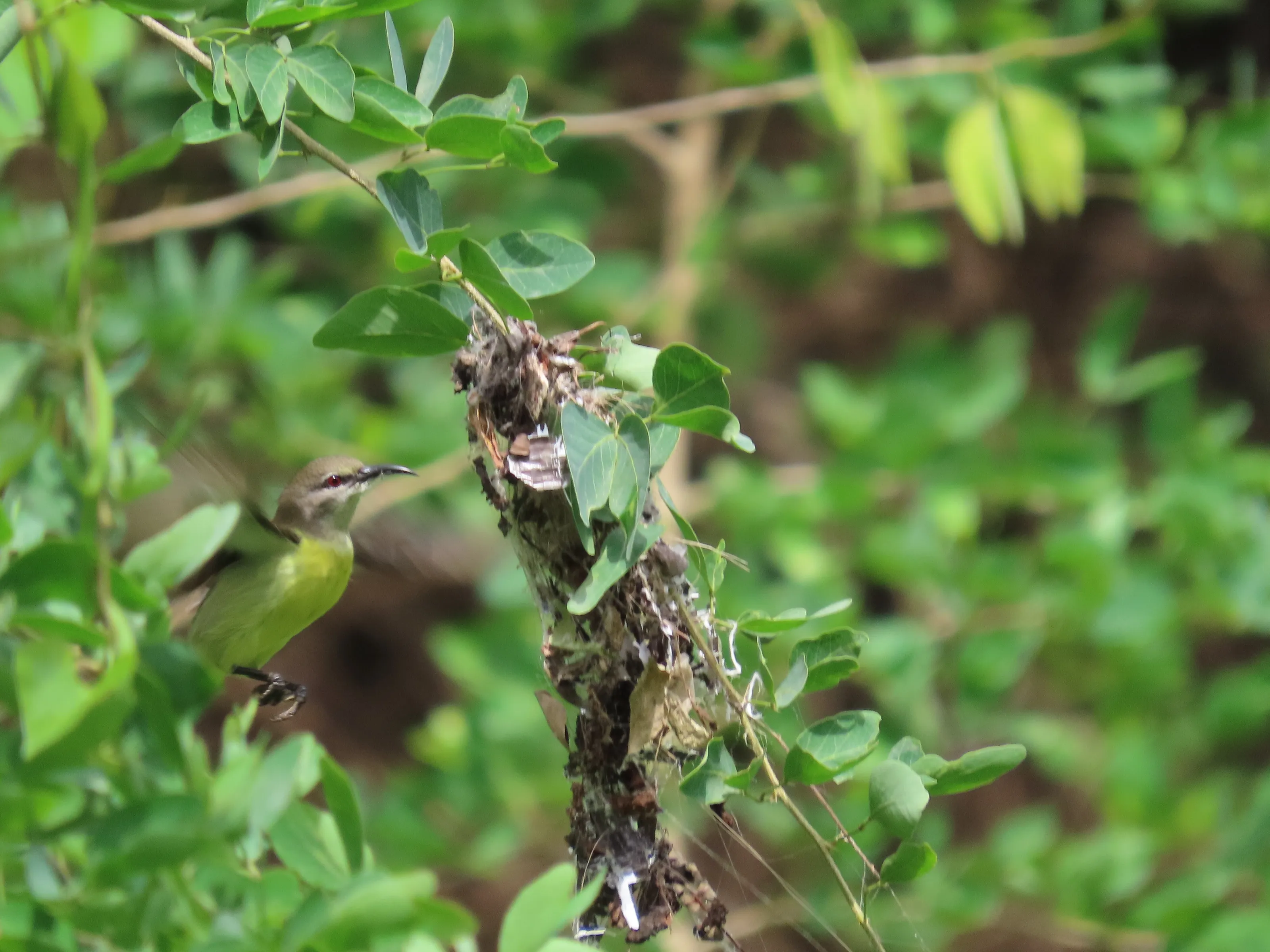 Purple rumped sunbird bulding its nest