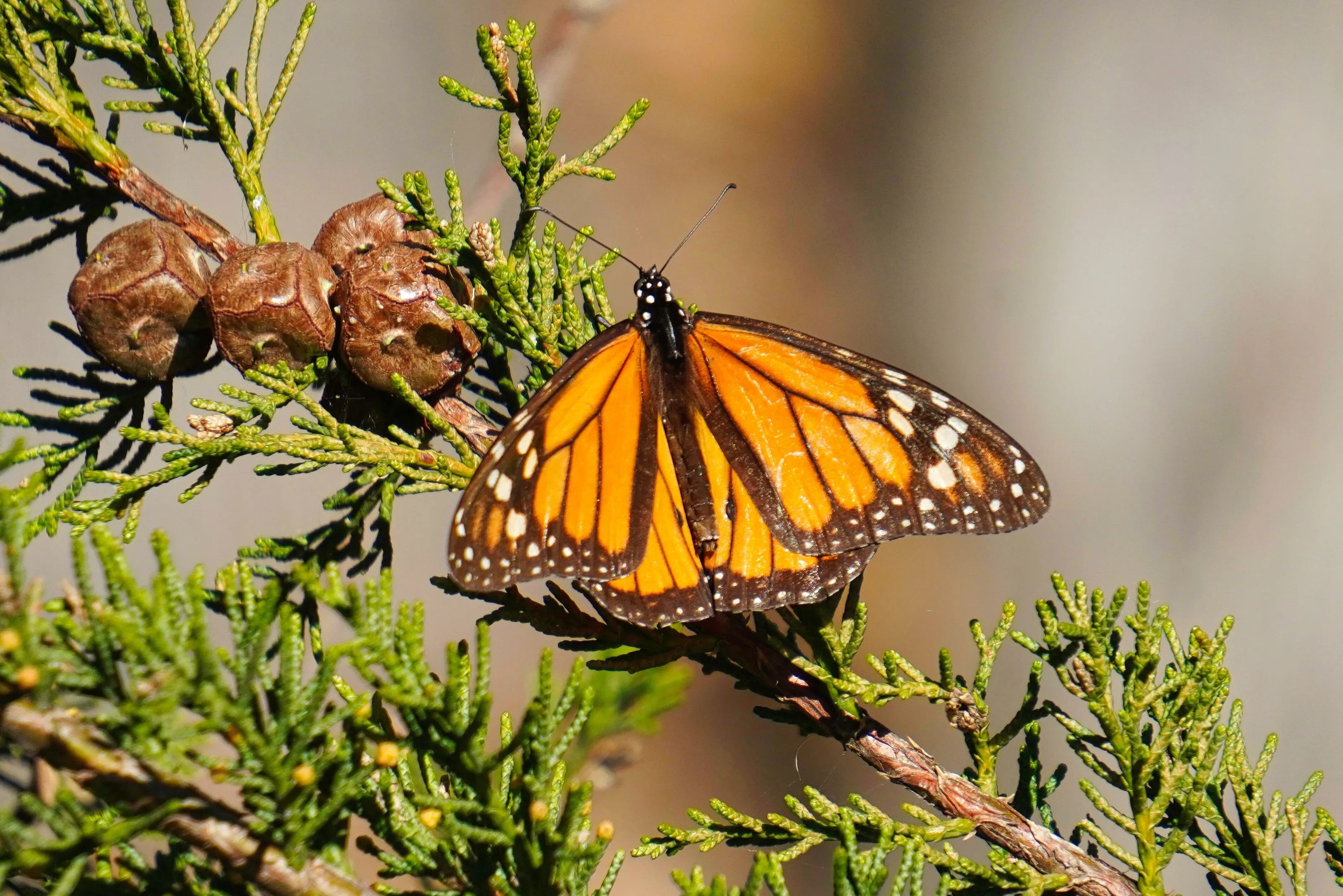 The Monarch Butterfly