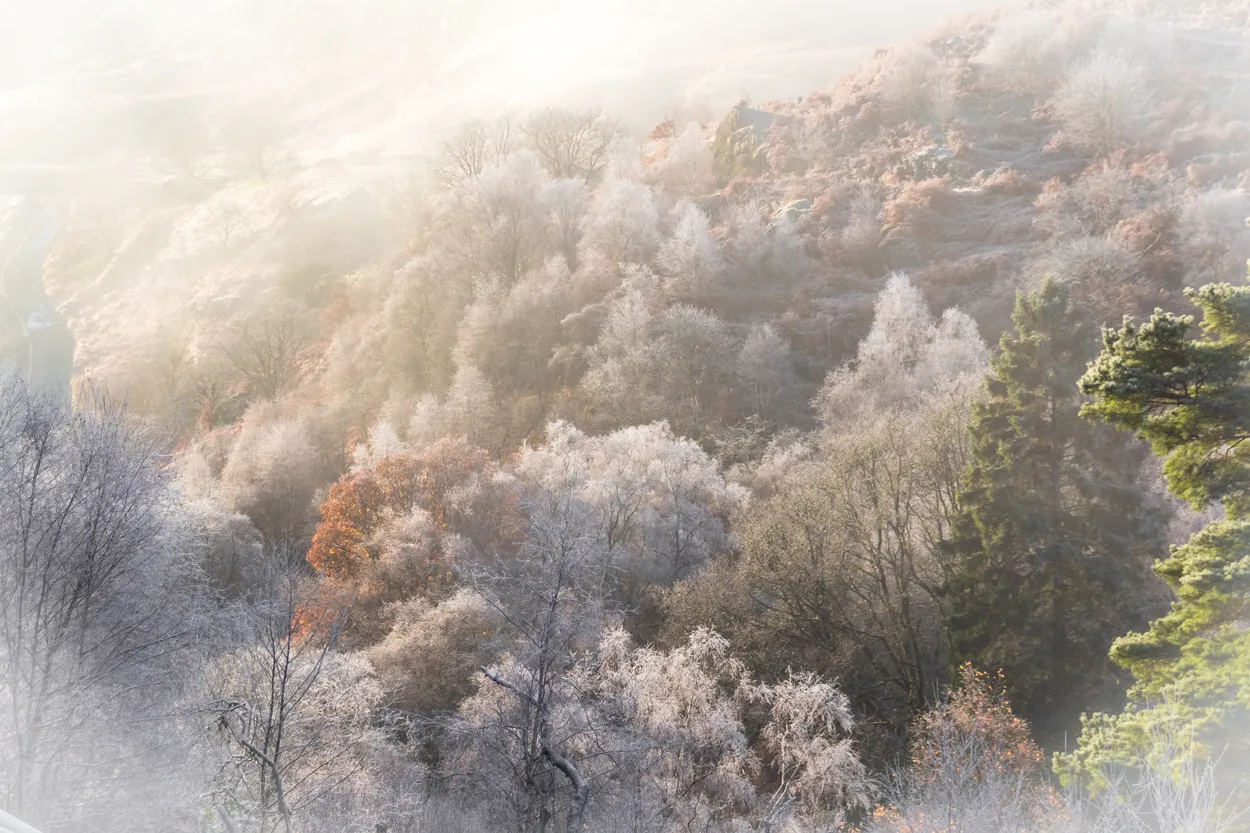 Entry 15533346