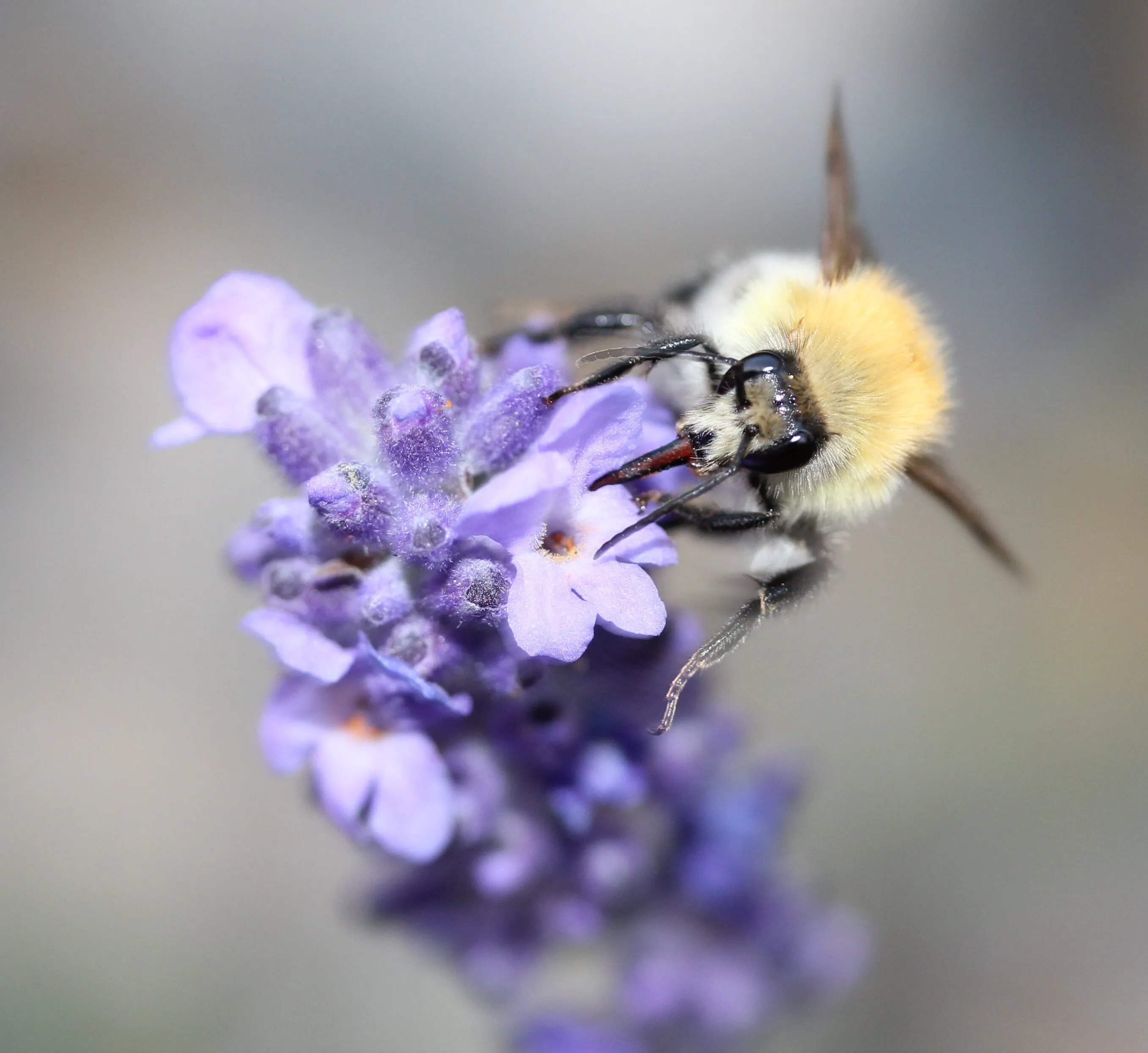 Bee on lavender.