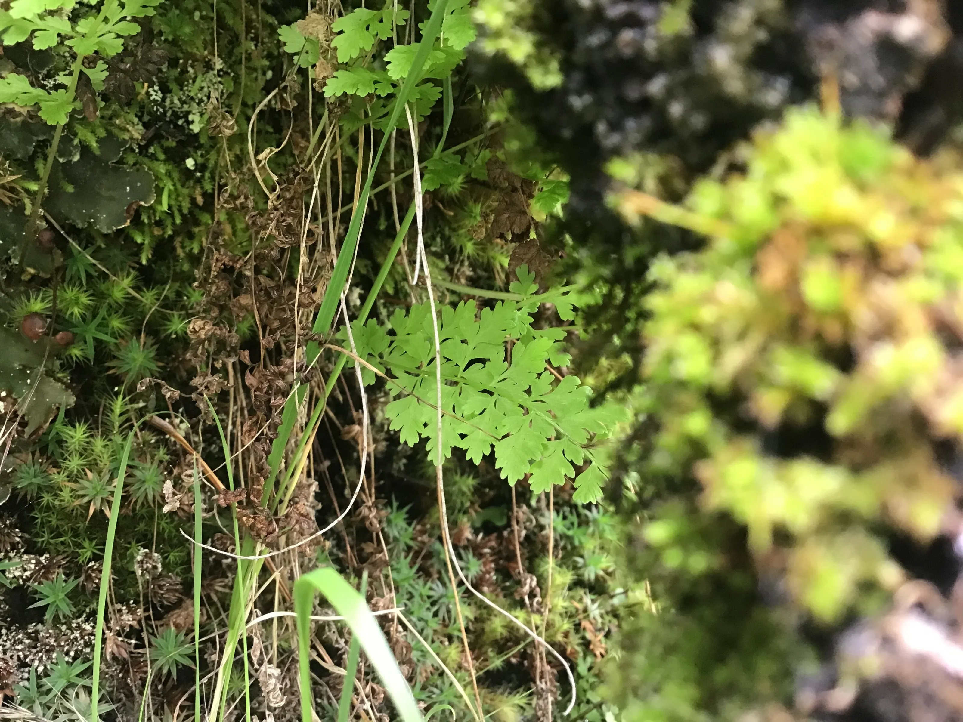 buried nature