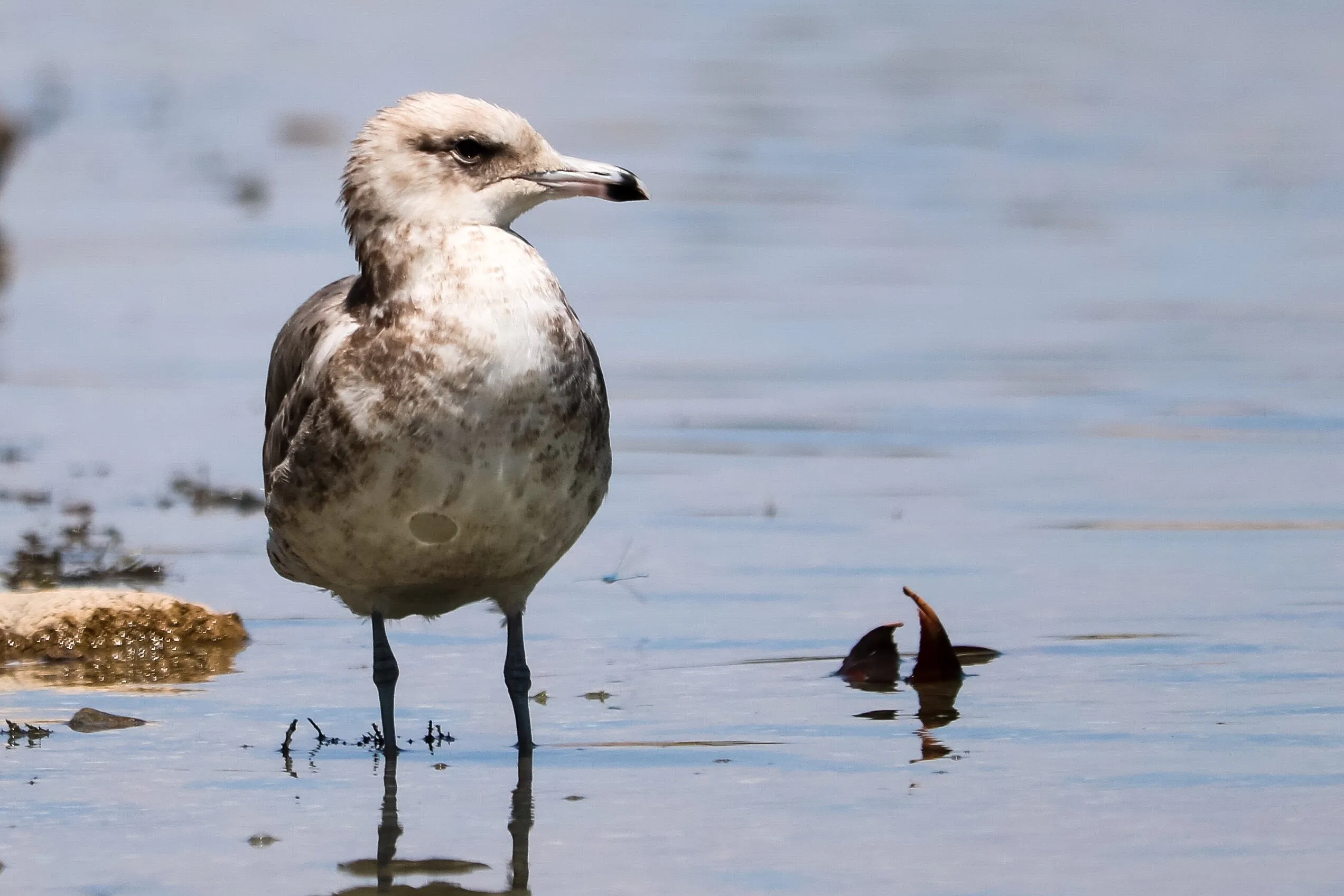 California Gull