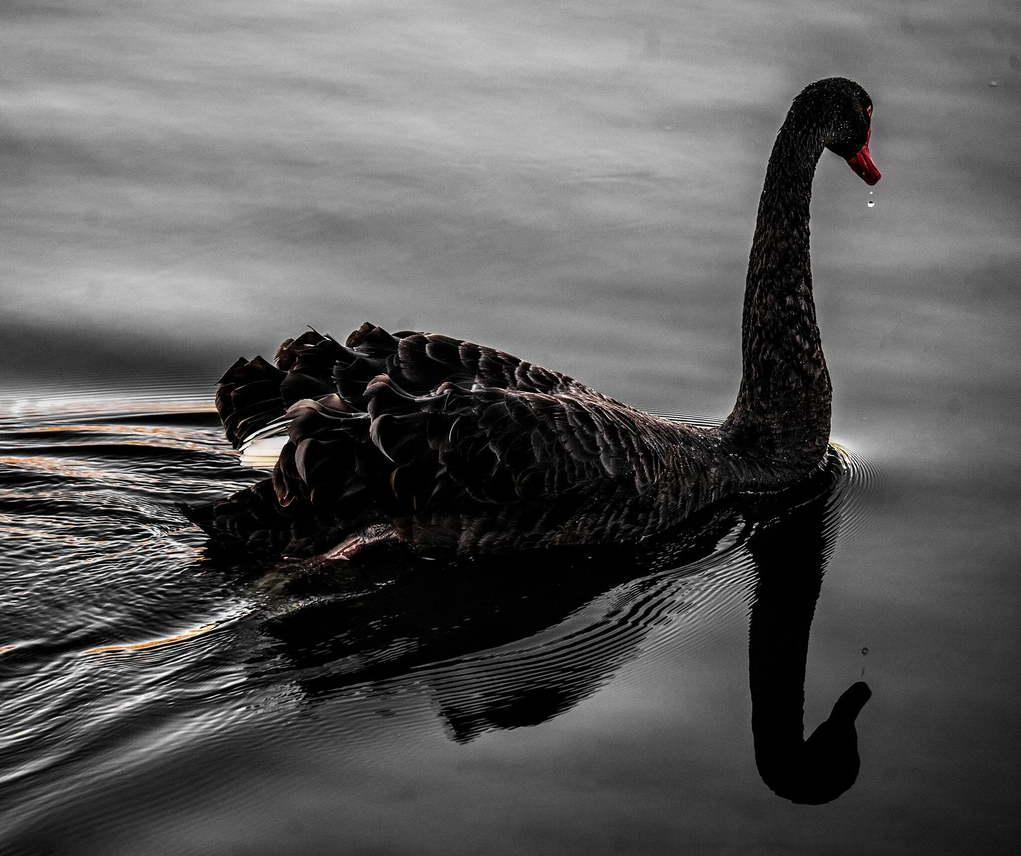 Black swan
