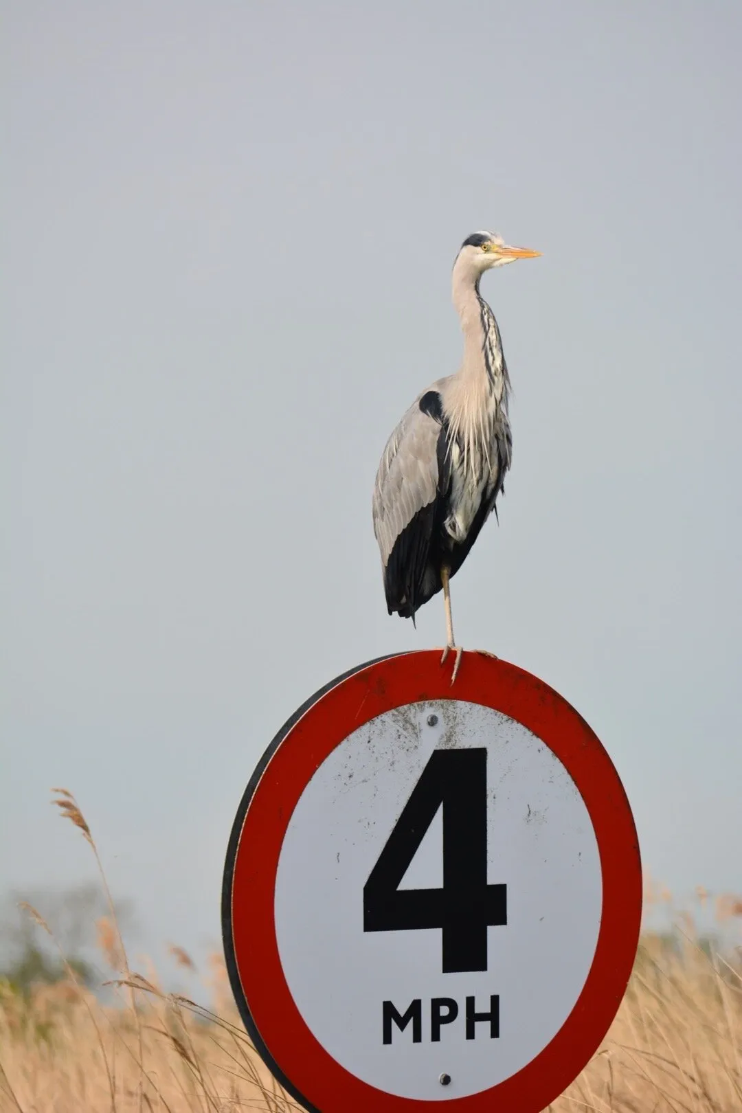 Obeying the speed limit