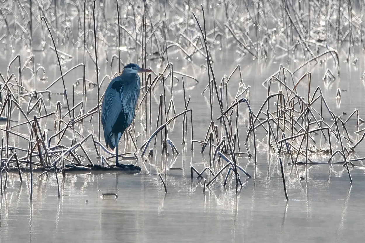 Frosty Heron