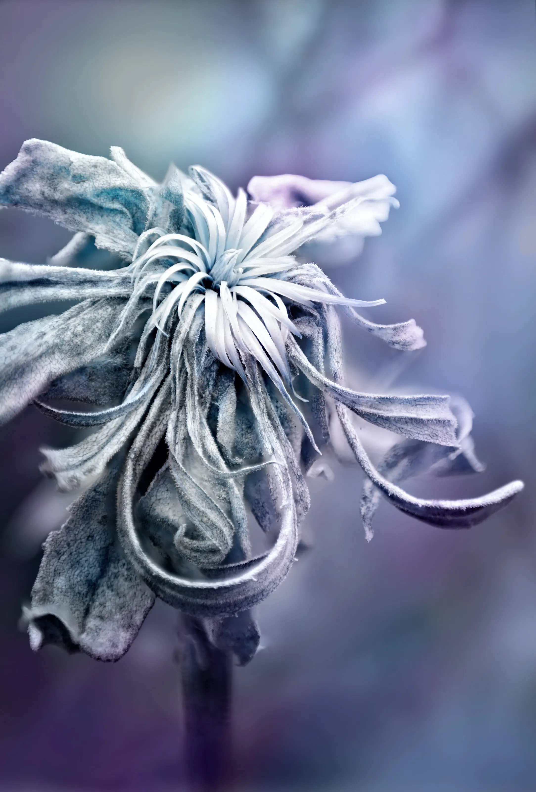 midnight beauty