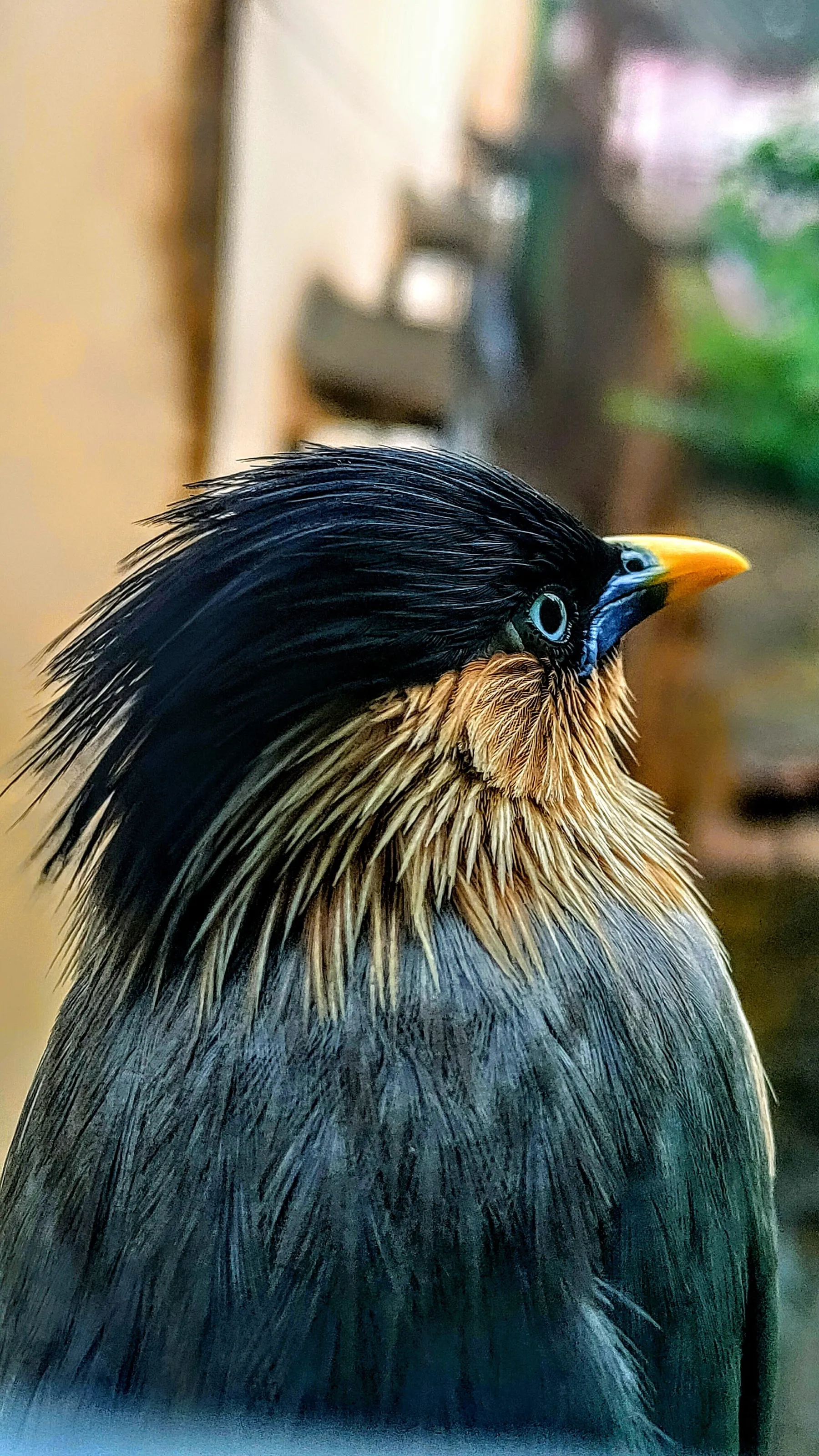Bird