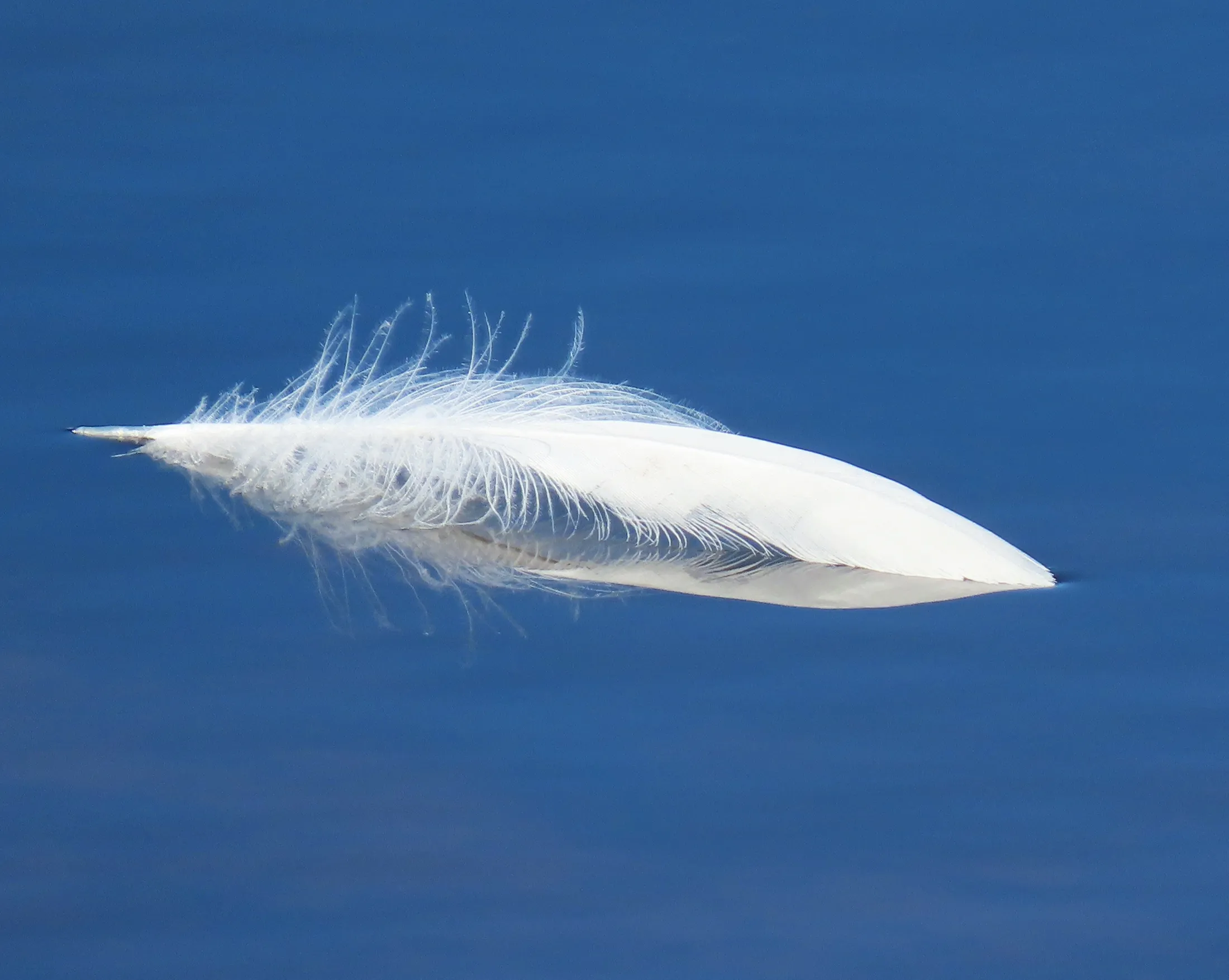 Angel Feather
