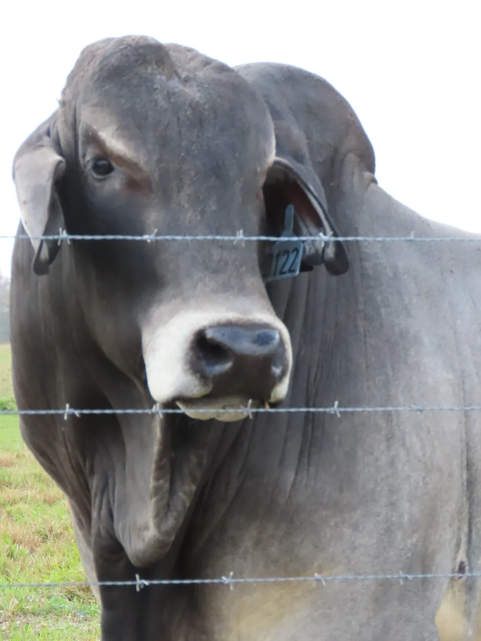 Mad Brahma