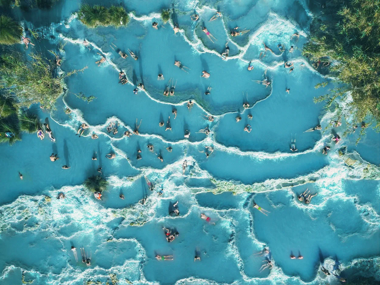 ants