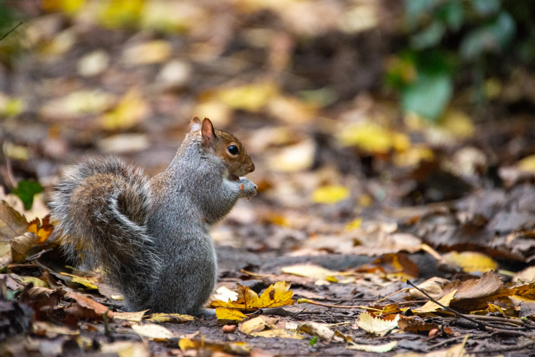 Autumnal Squirrel