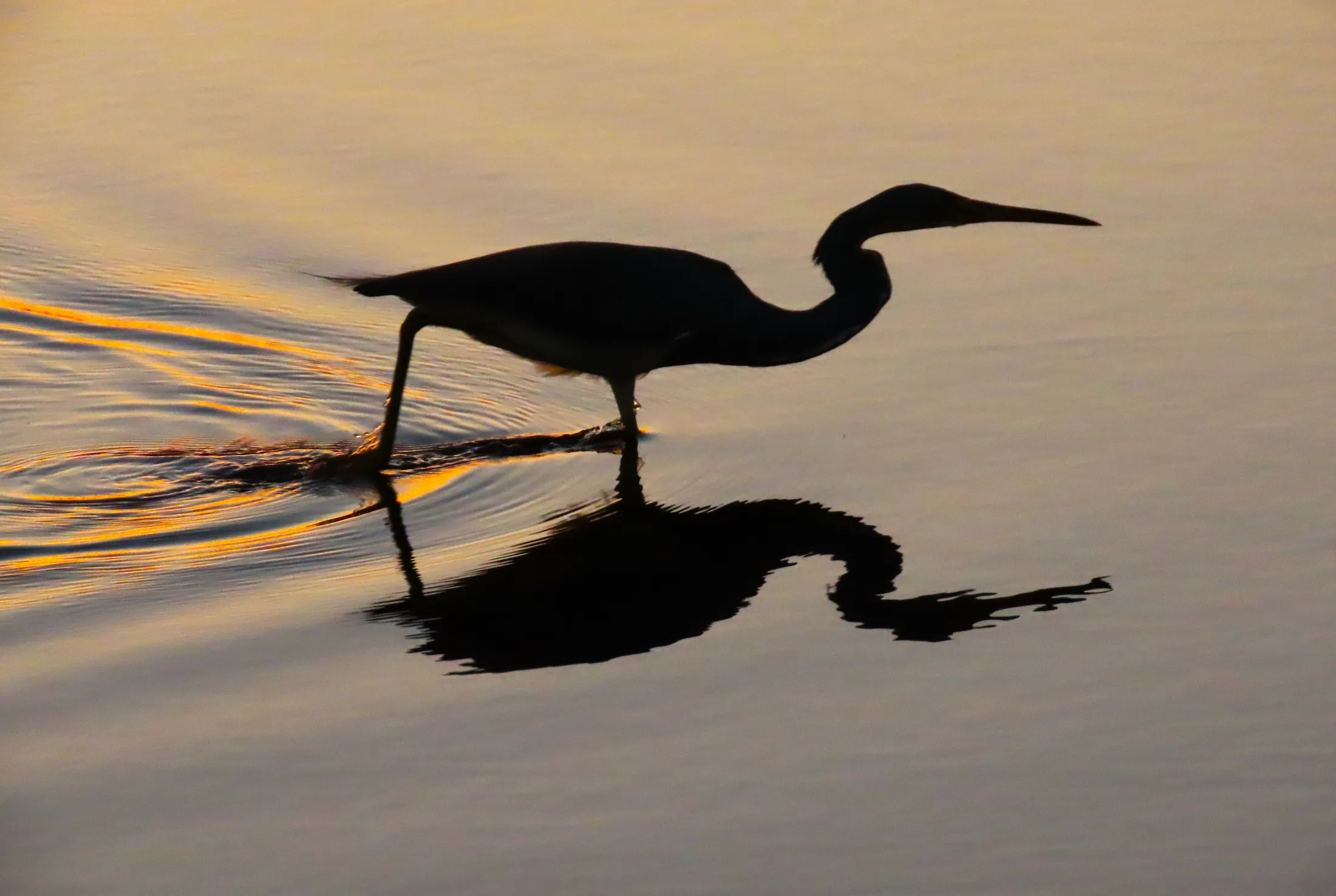 The Stealthy Crane