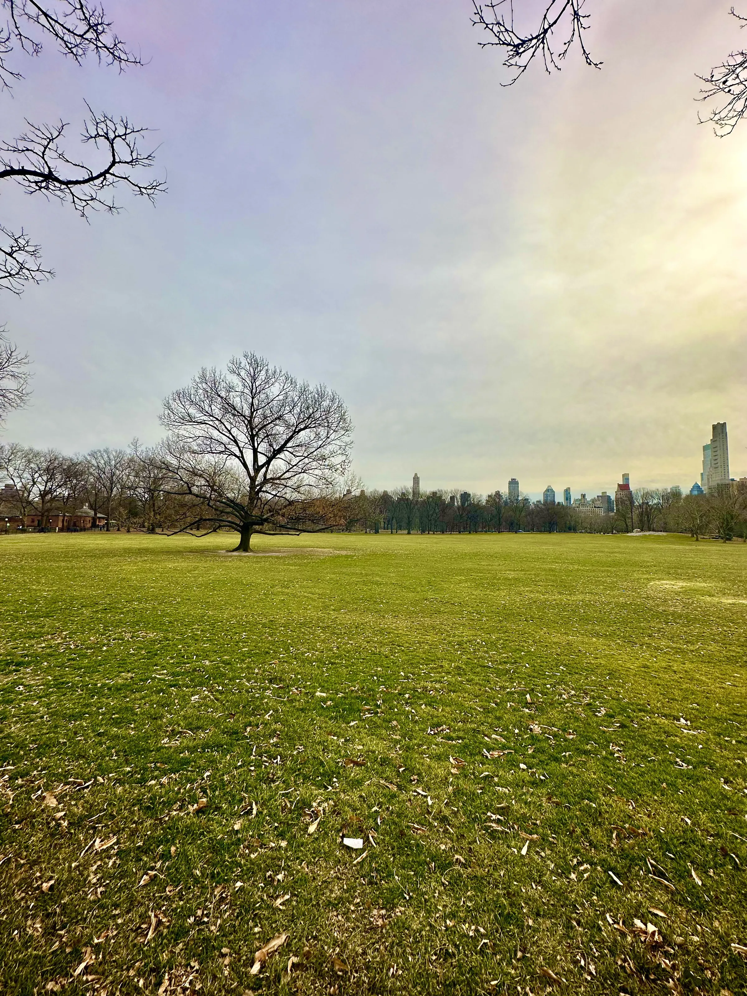 Lonely Tree in Central Park