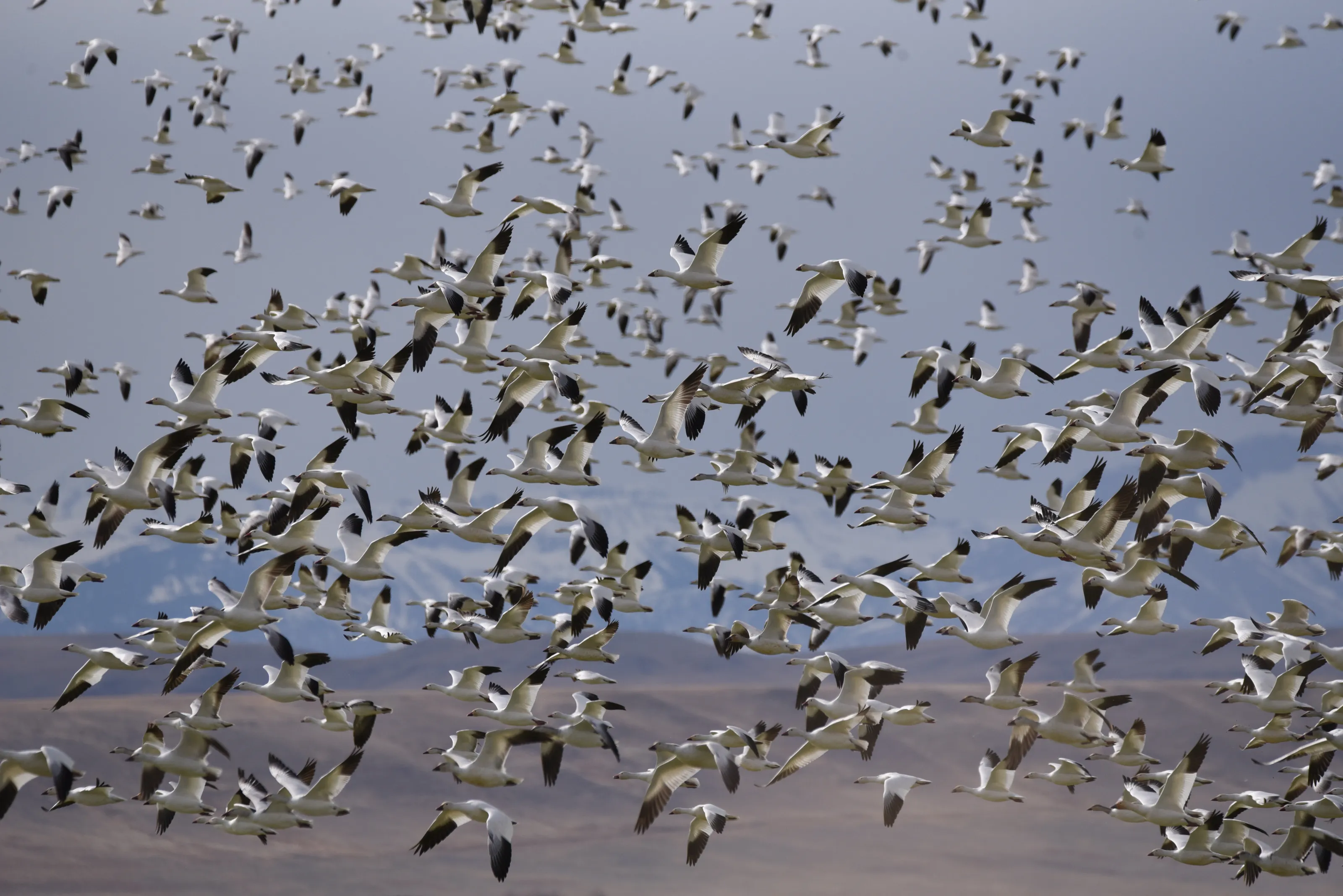 Snowgoose Migration