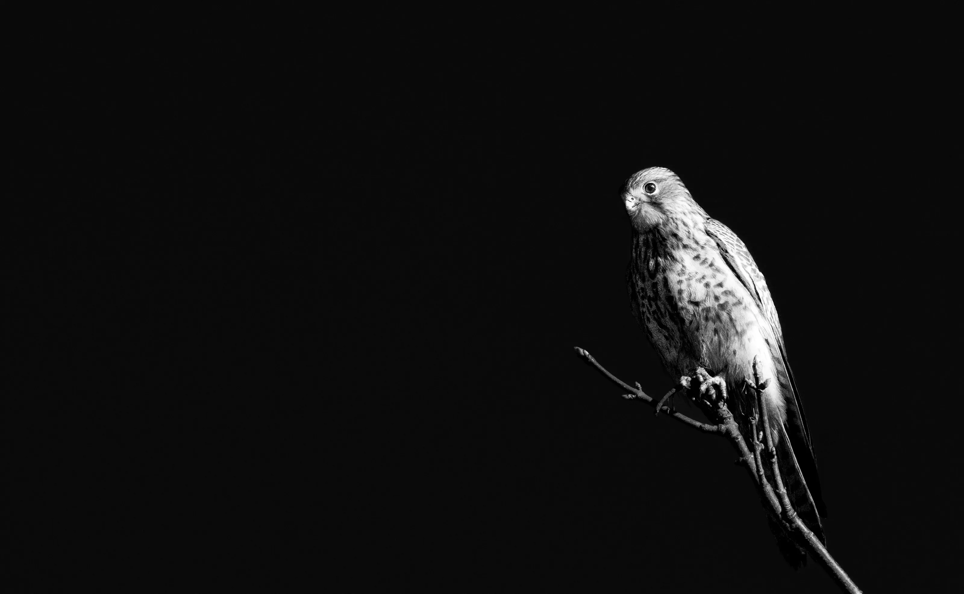 Kestrel perched nicely