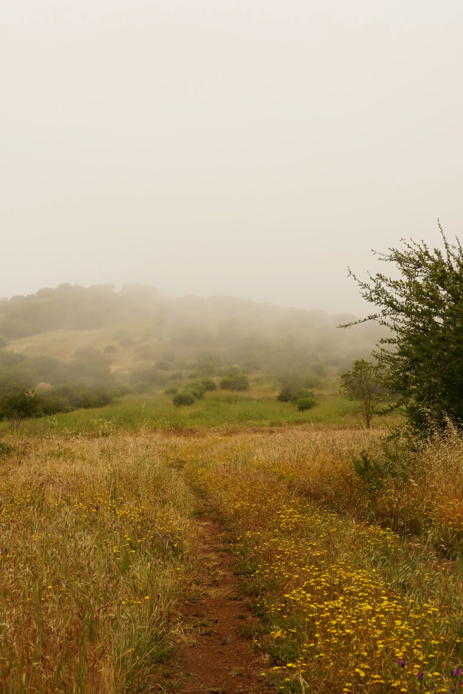 In the fog