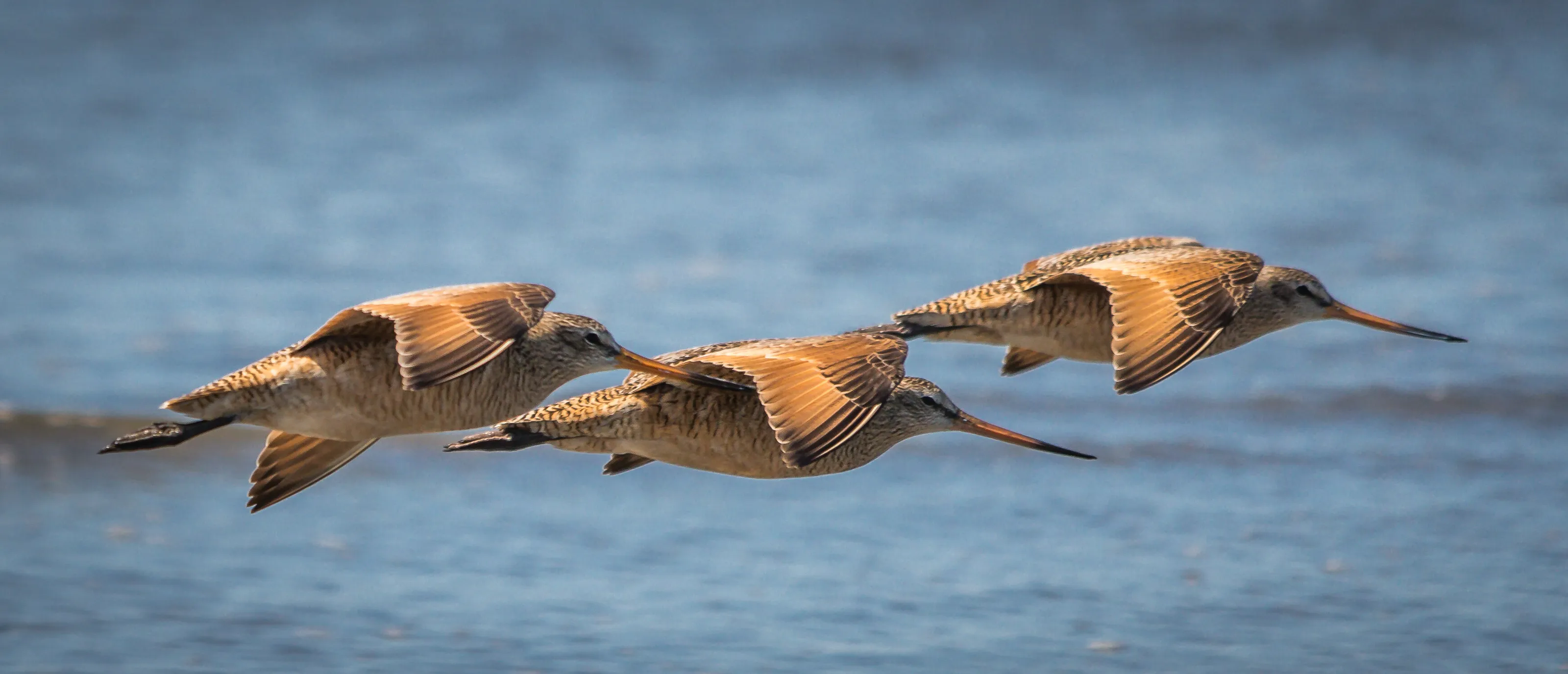 shorebirds in flight
