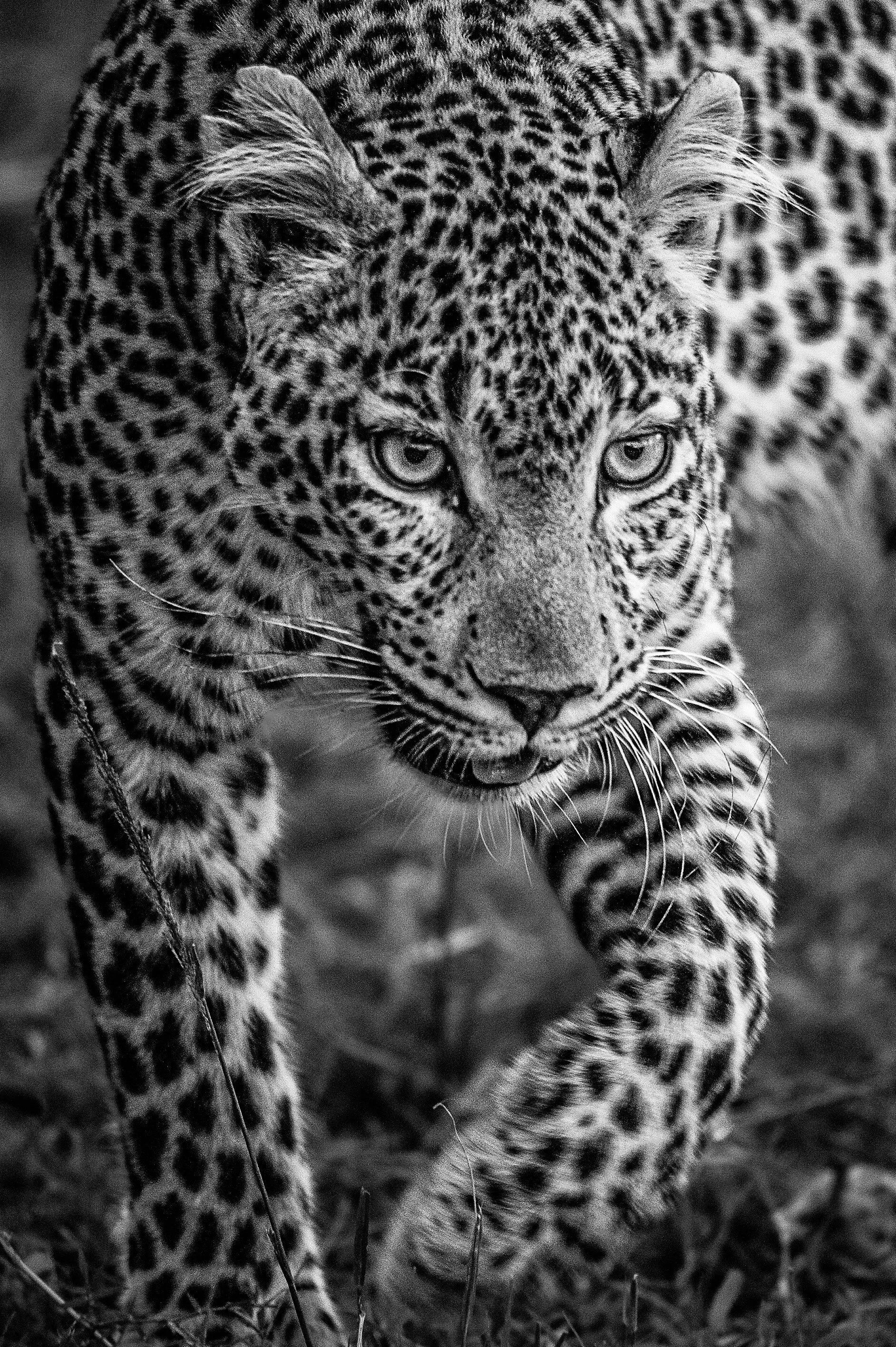 Leopard mom
