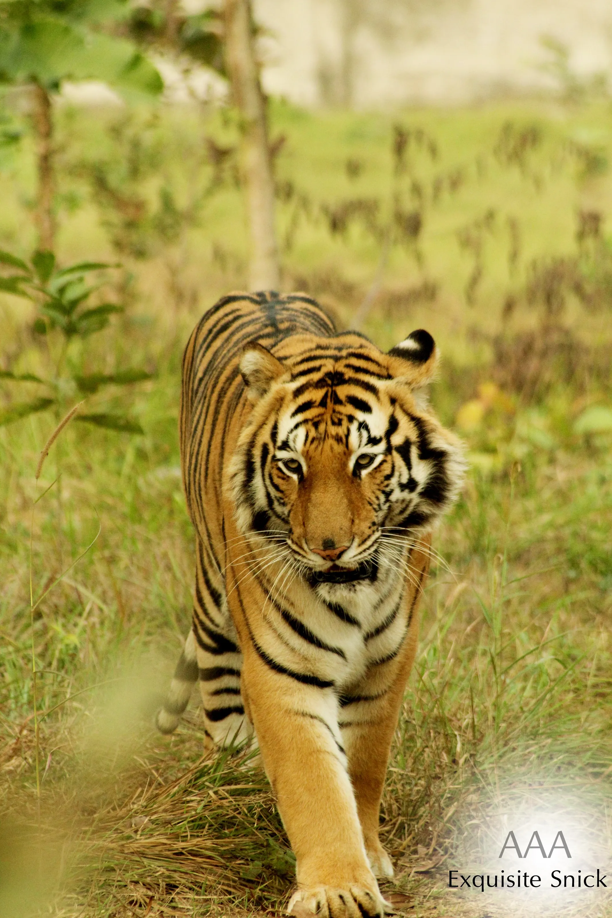 ROYAL BENGAL TIGER