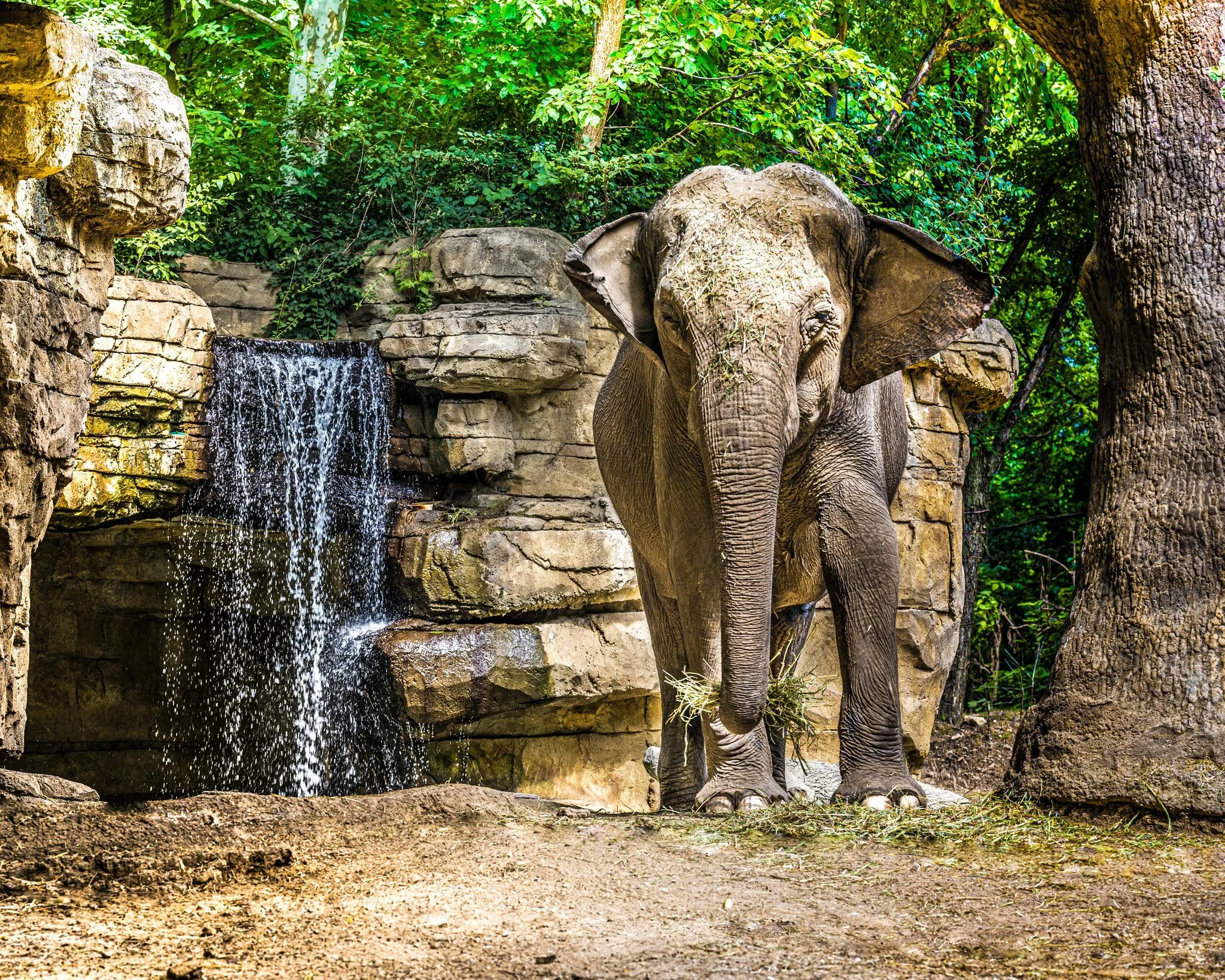 St.Louis Zoo