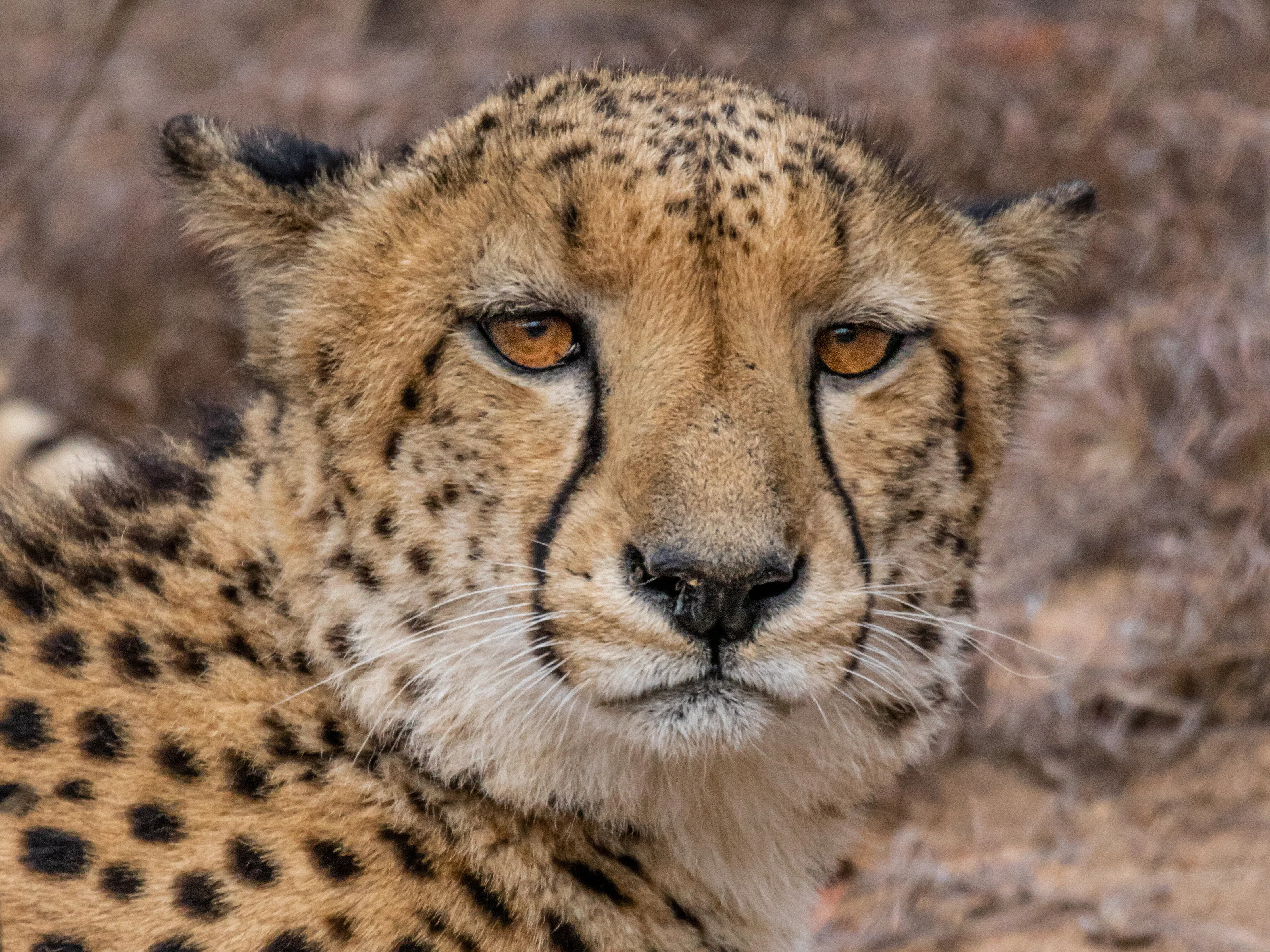 Death stare