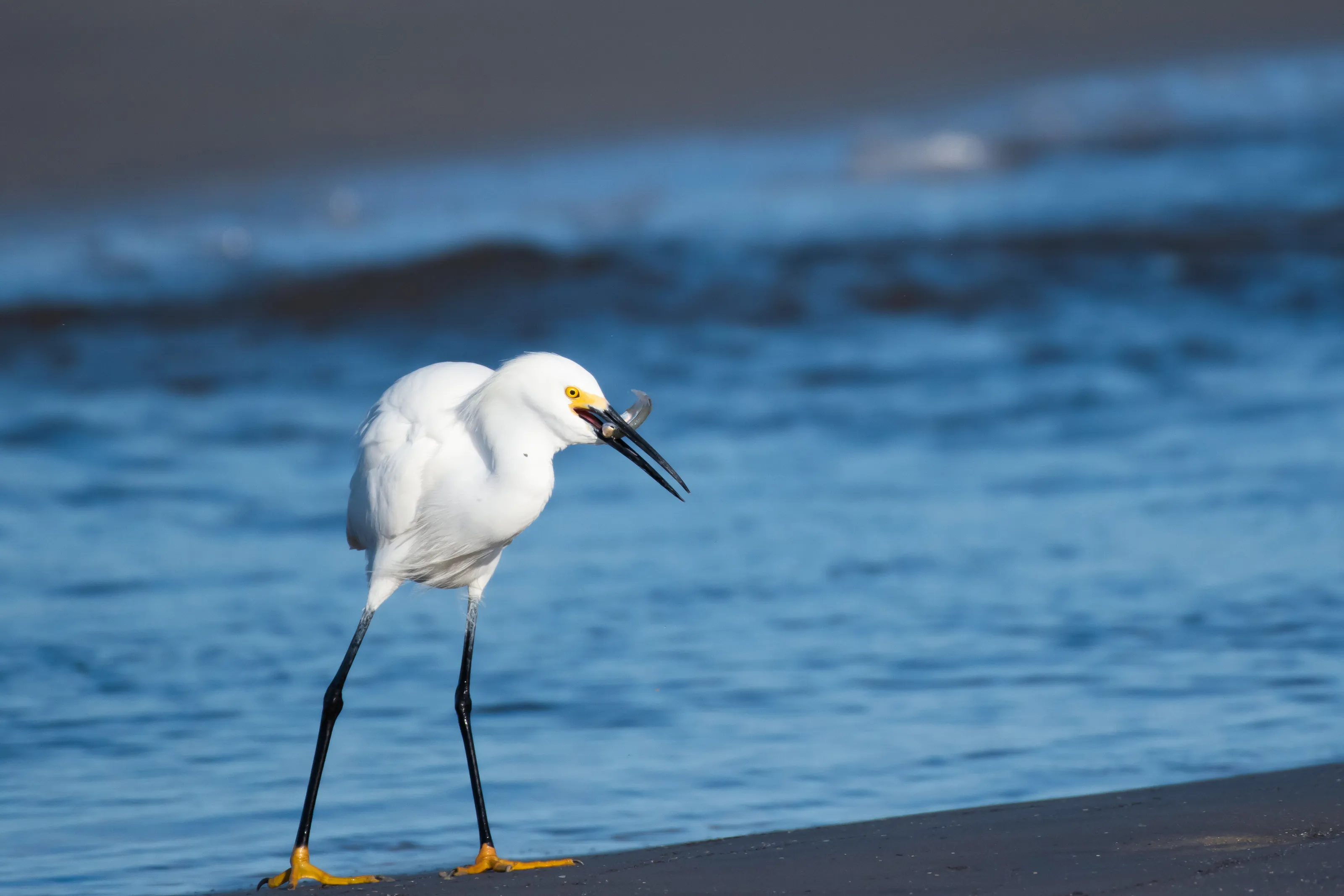 Snowy Egret
