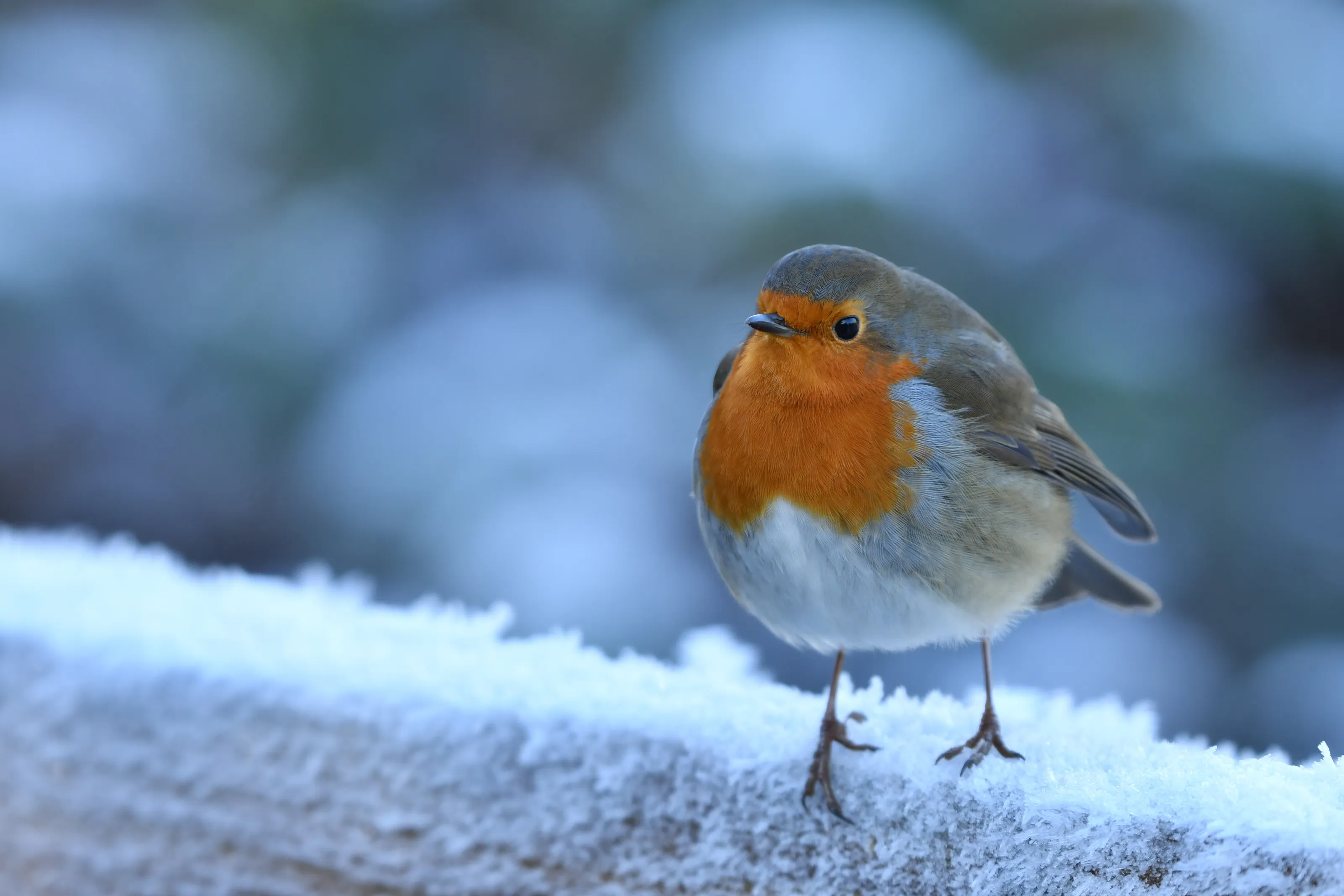 Hungry Winter Robin