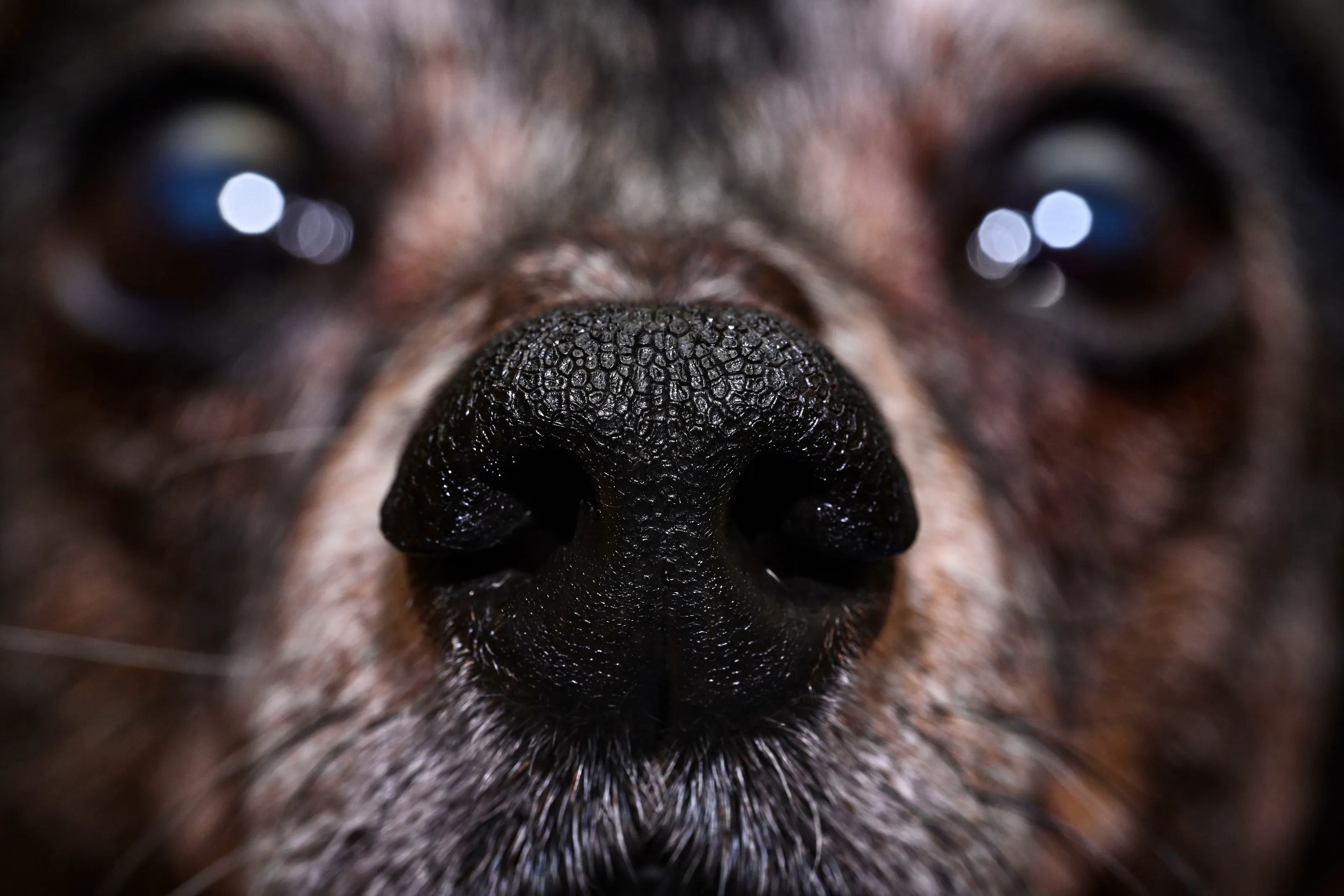 Canine Nose