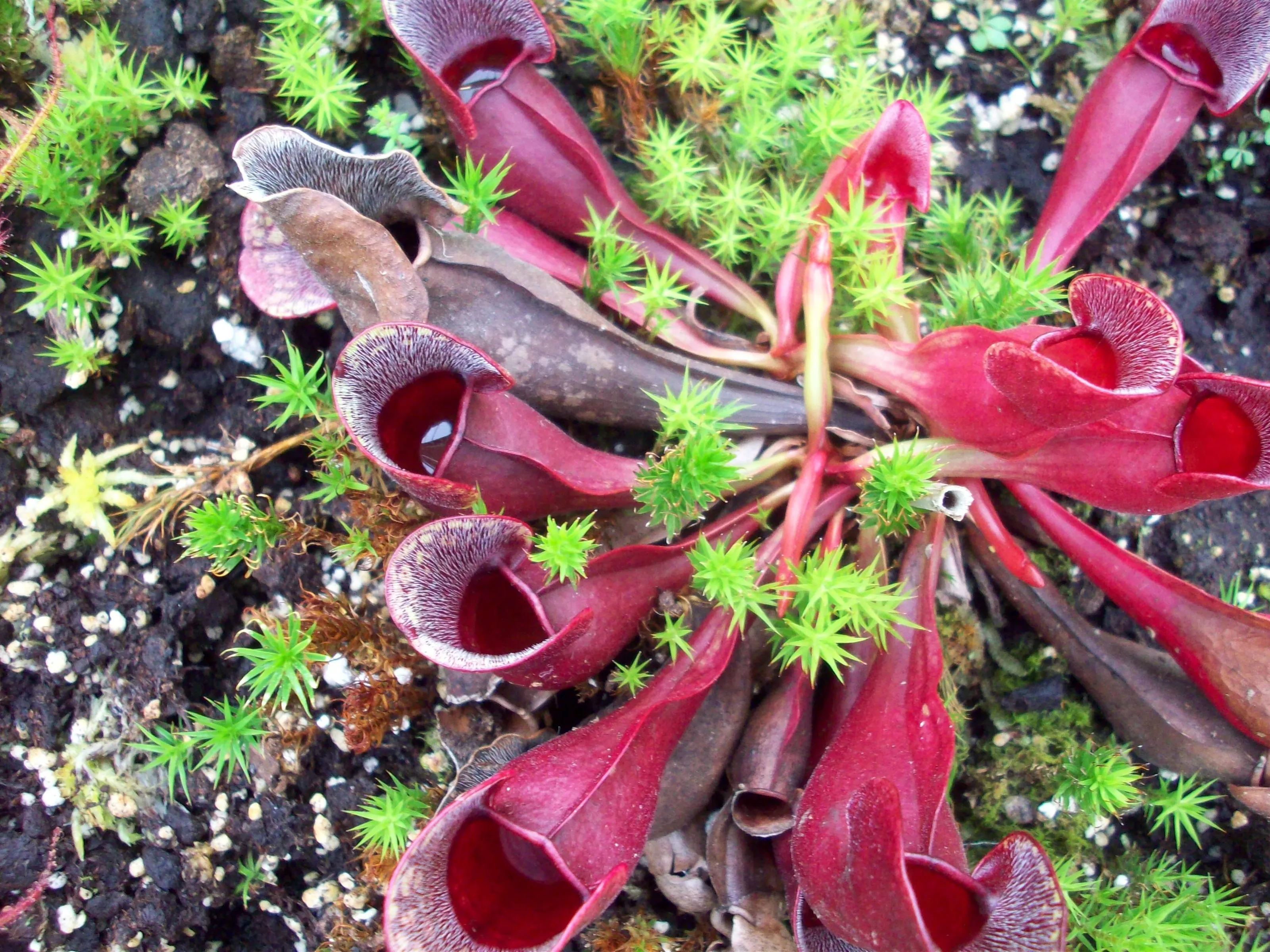 Carnivorous Pitchers