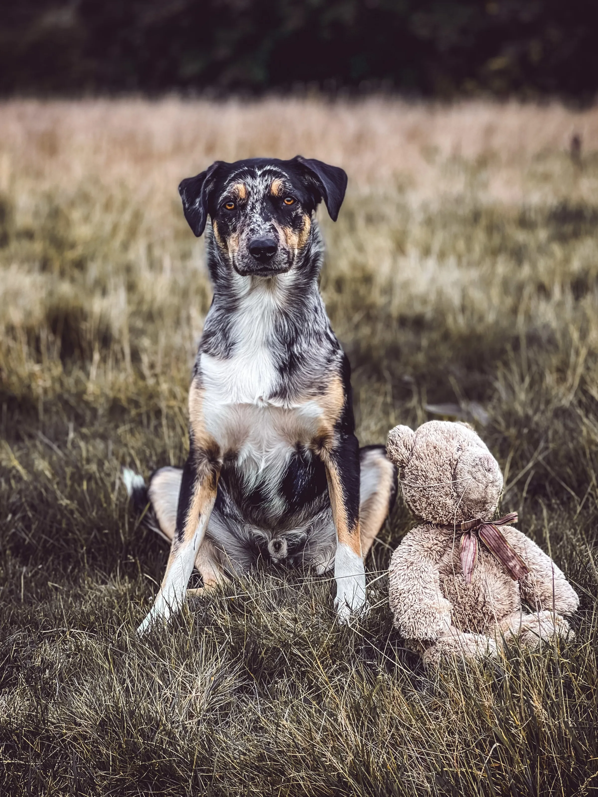 Just a Dog & His Teddy