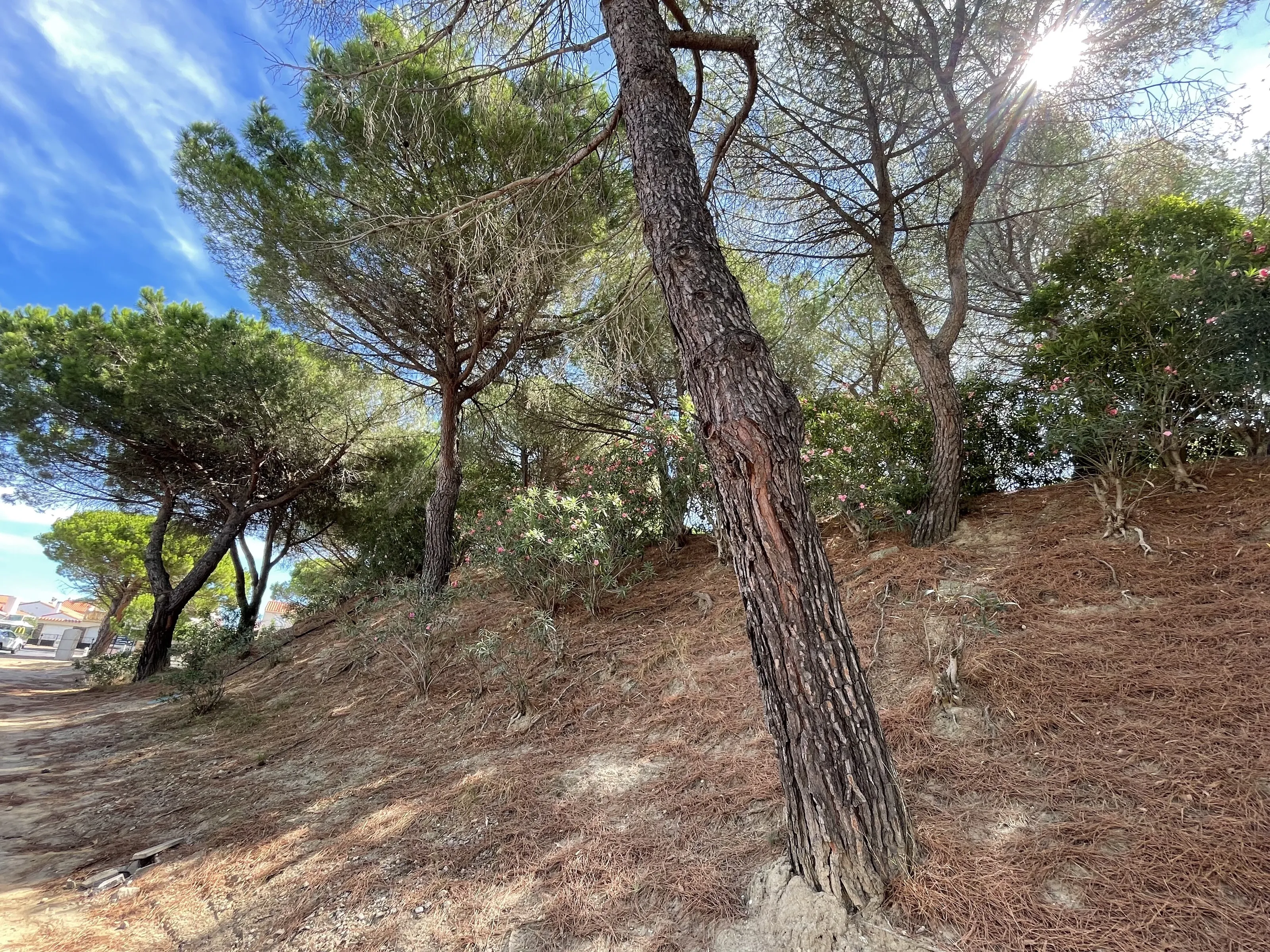 Trees near the sea