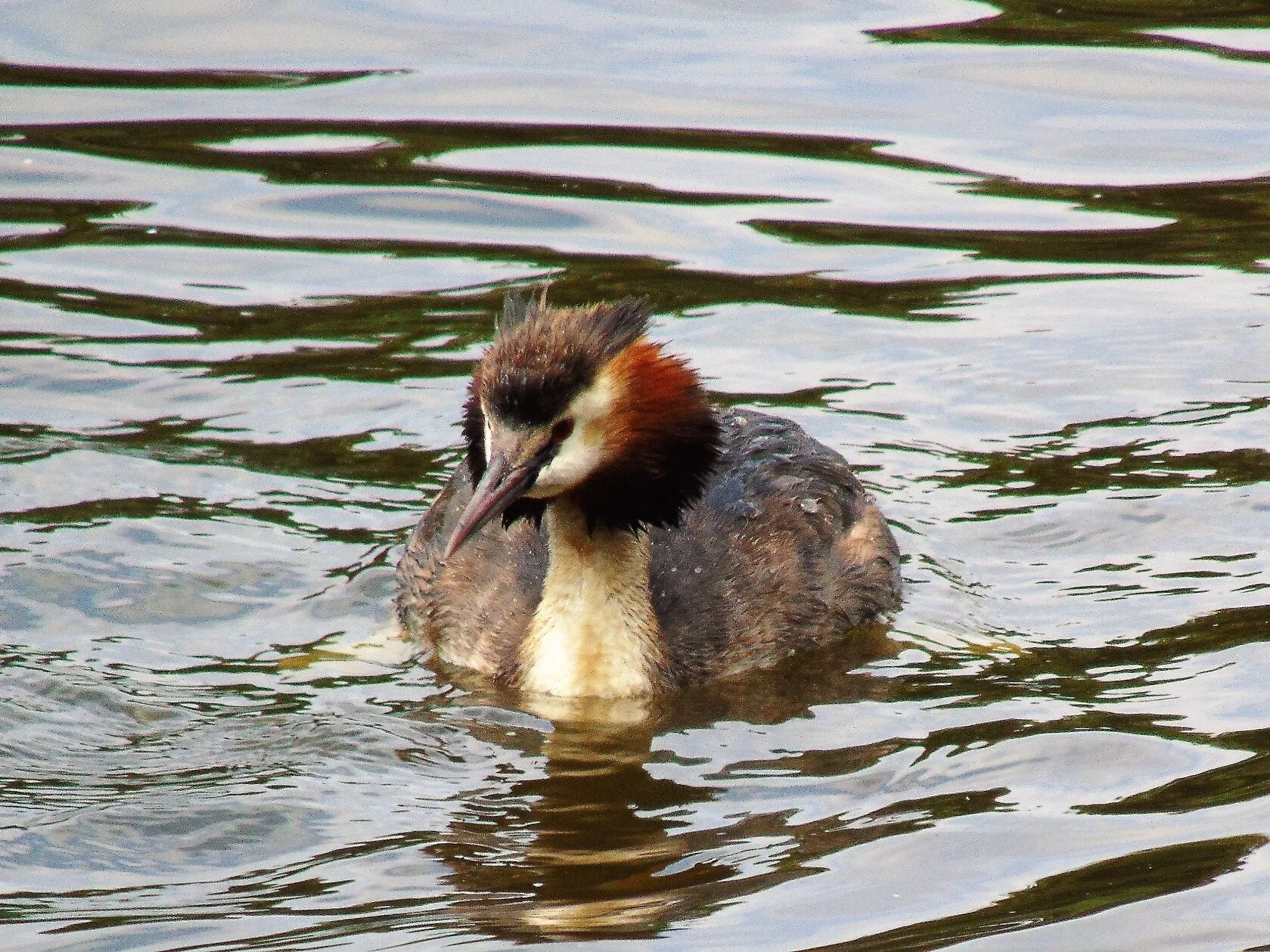 Great crested grebe