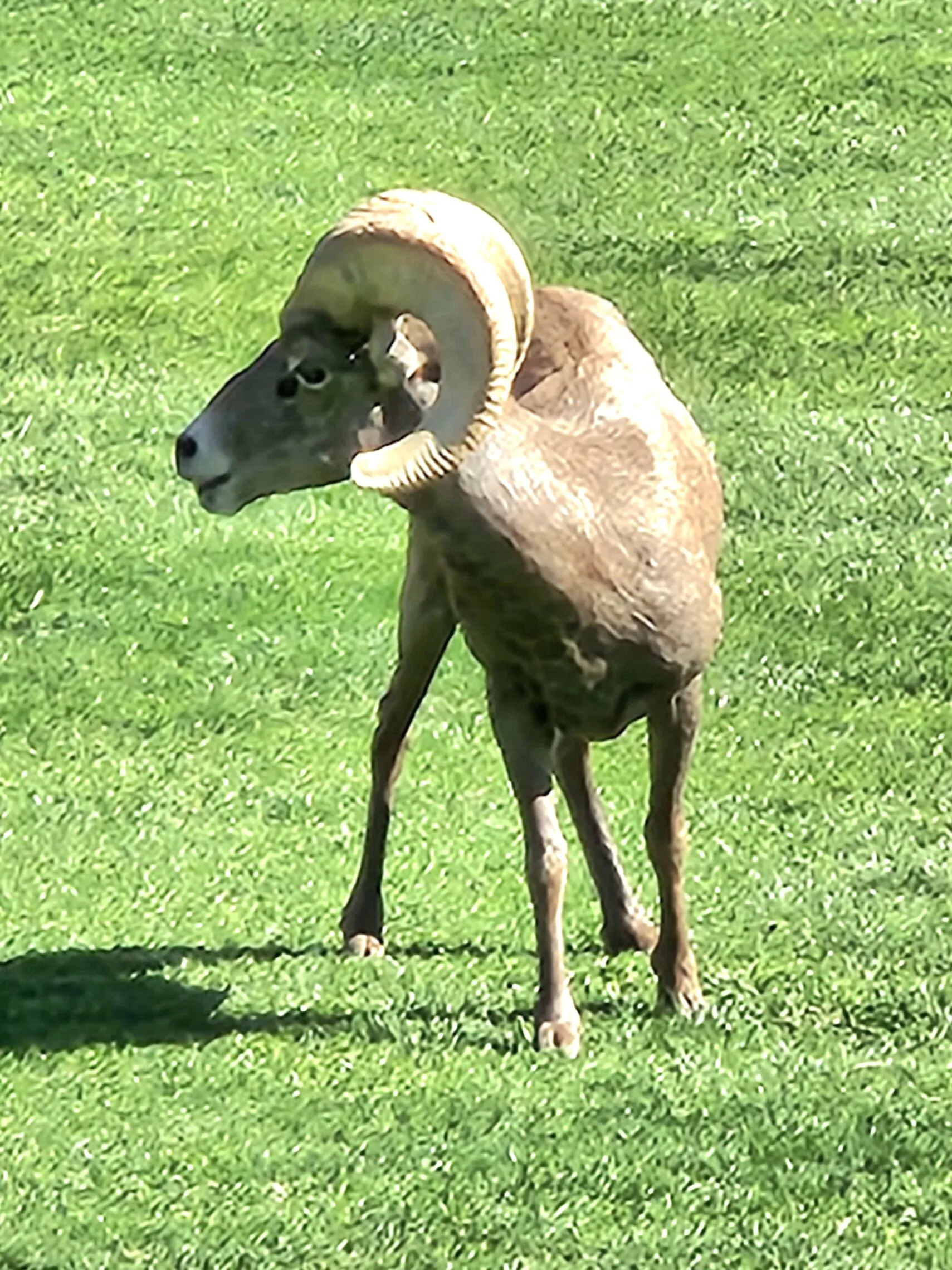 Big horn