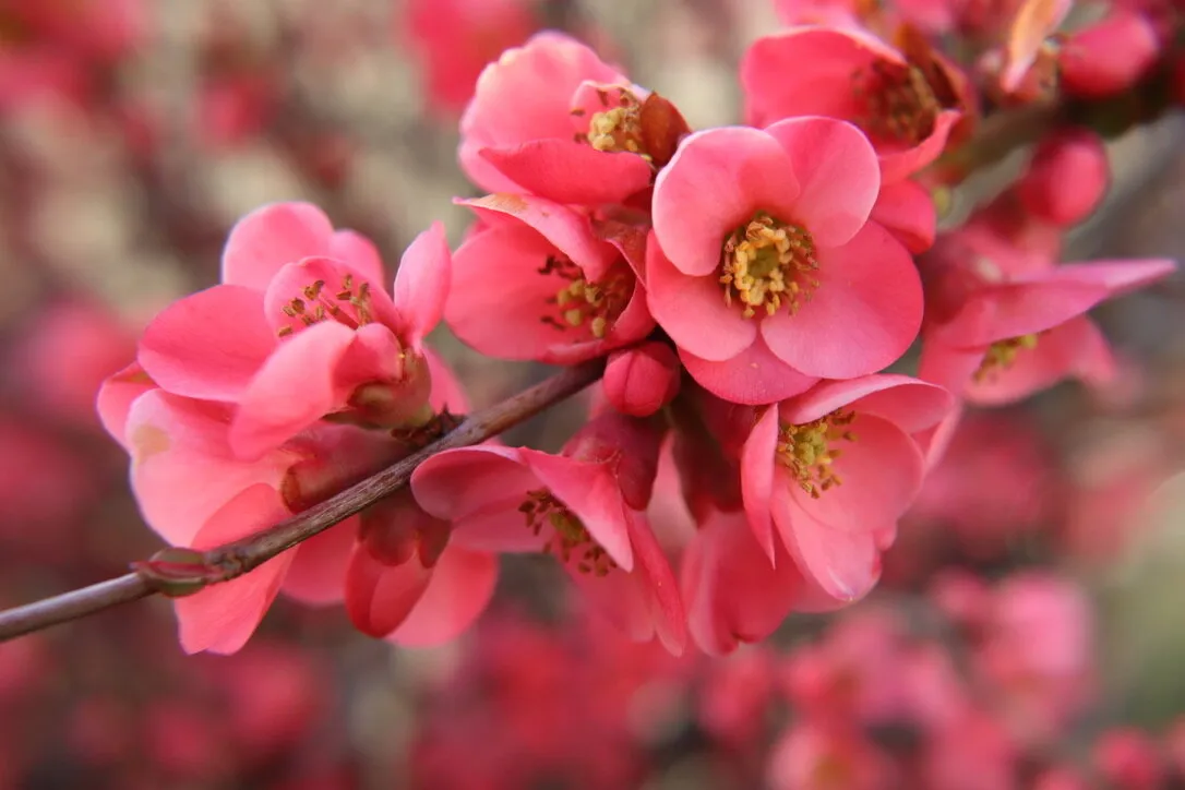 Cherry Blossoms