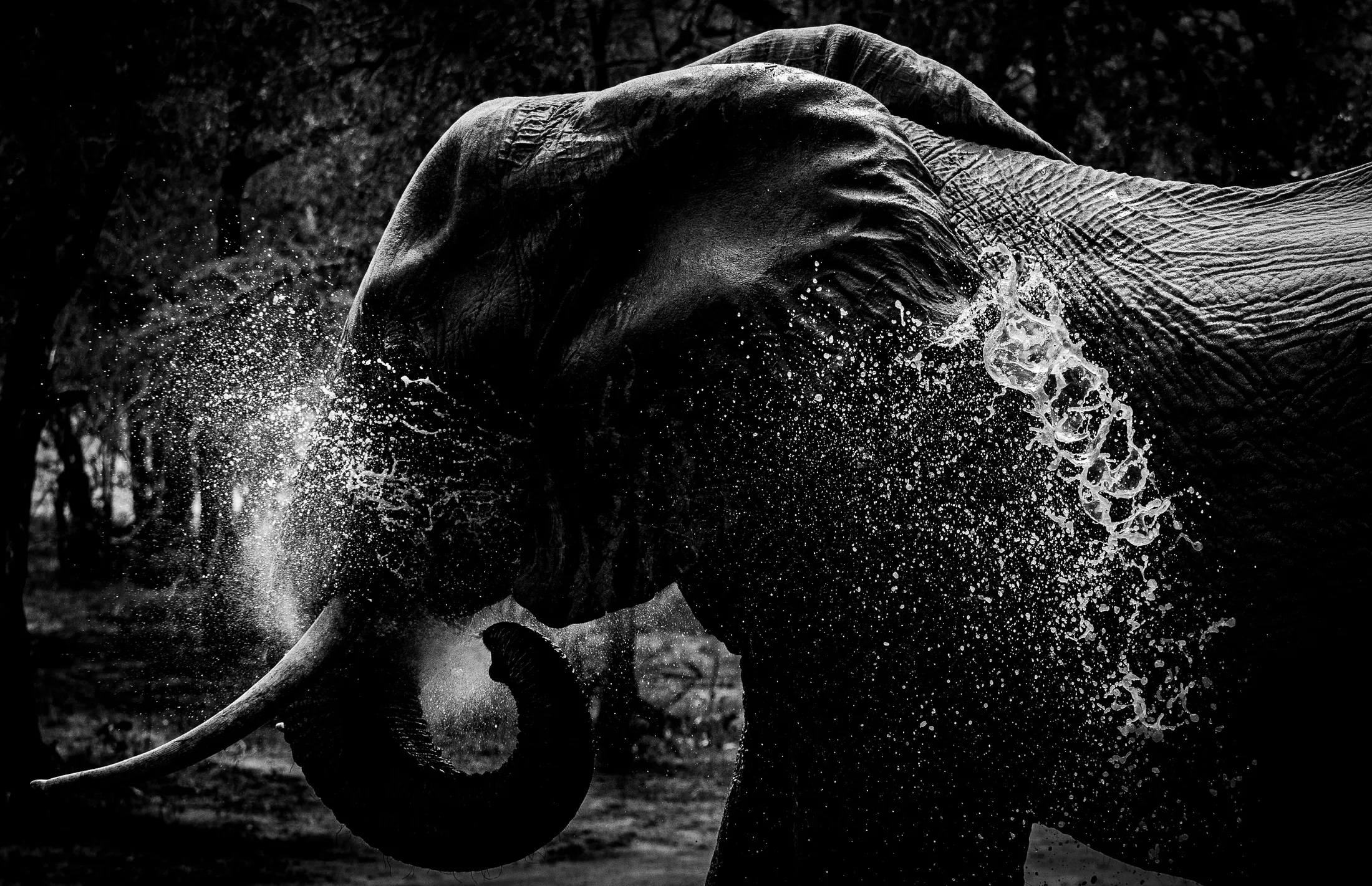 Elephant shower