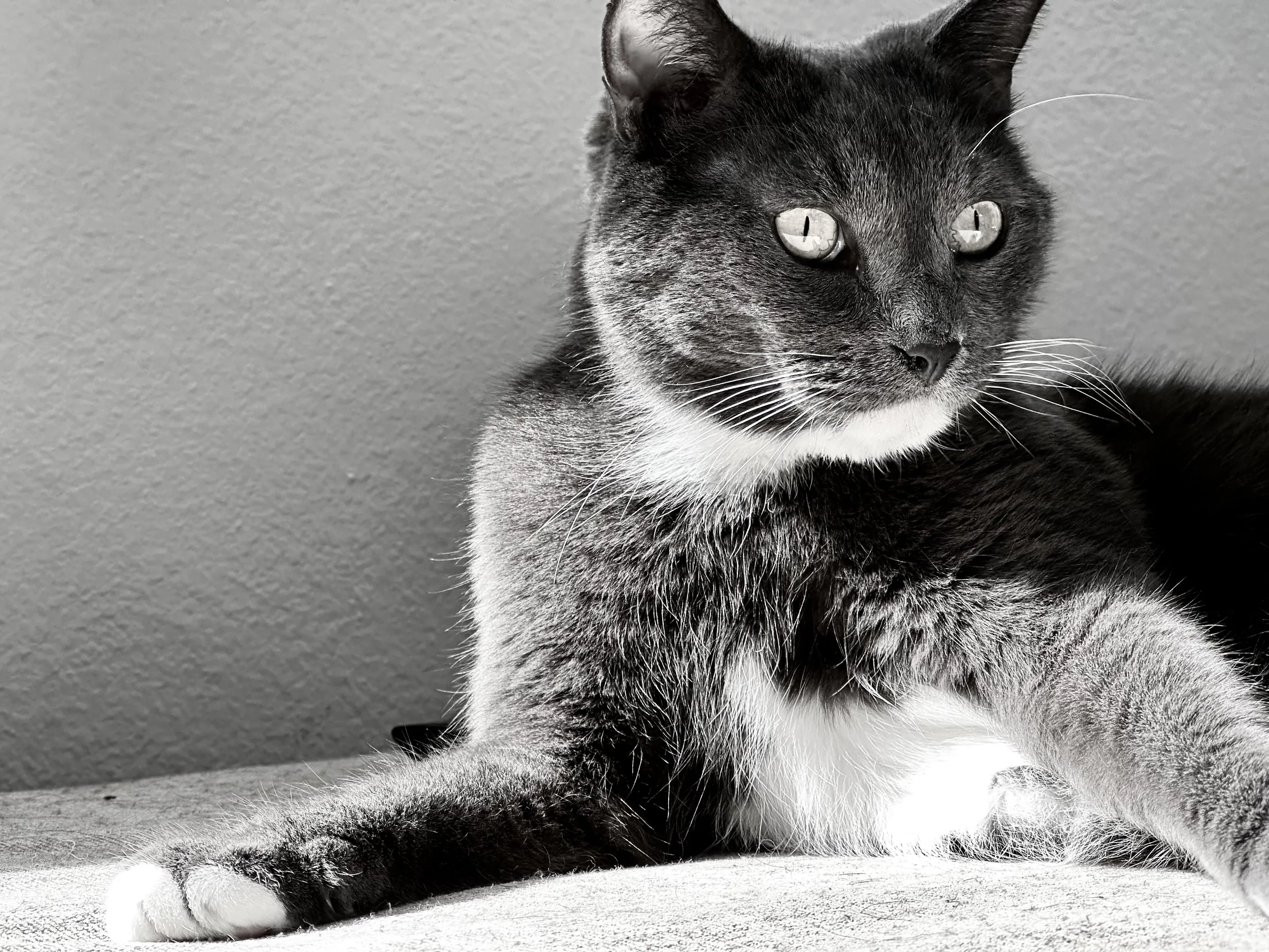 Blue in Grey