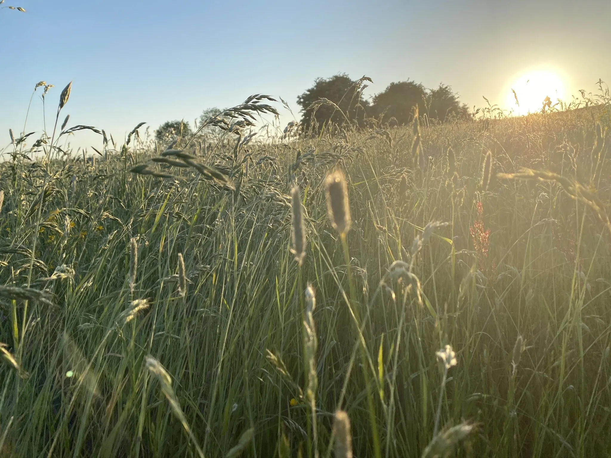 Sunset Hay